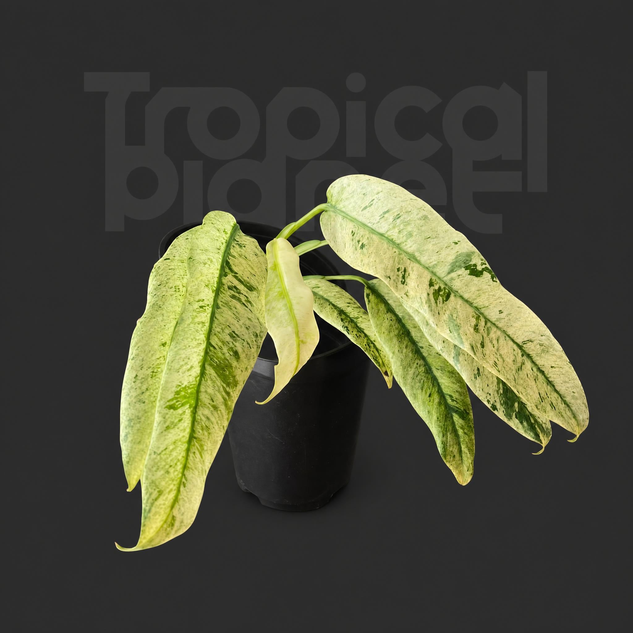 Epipremnum Giganteum Variegated