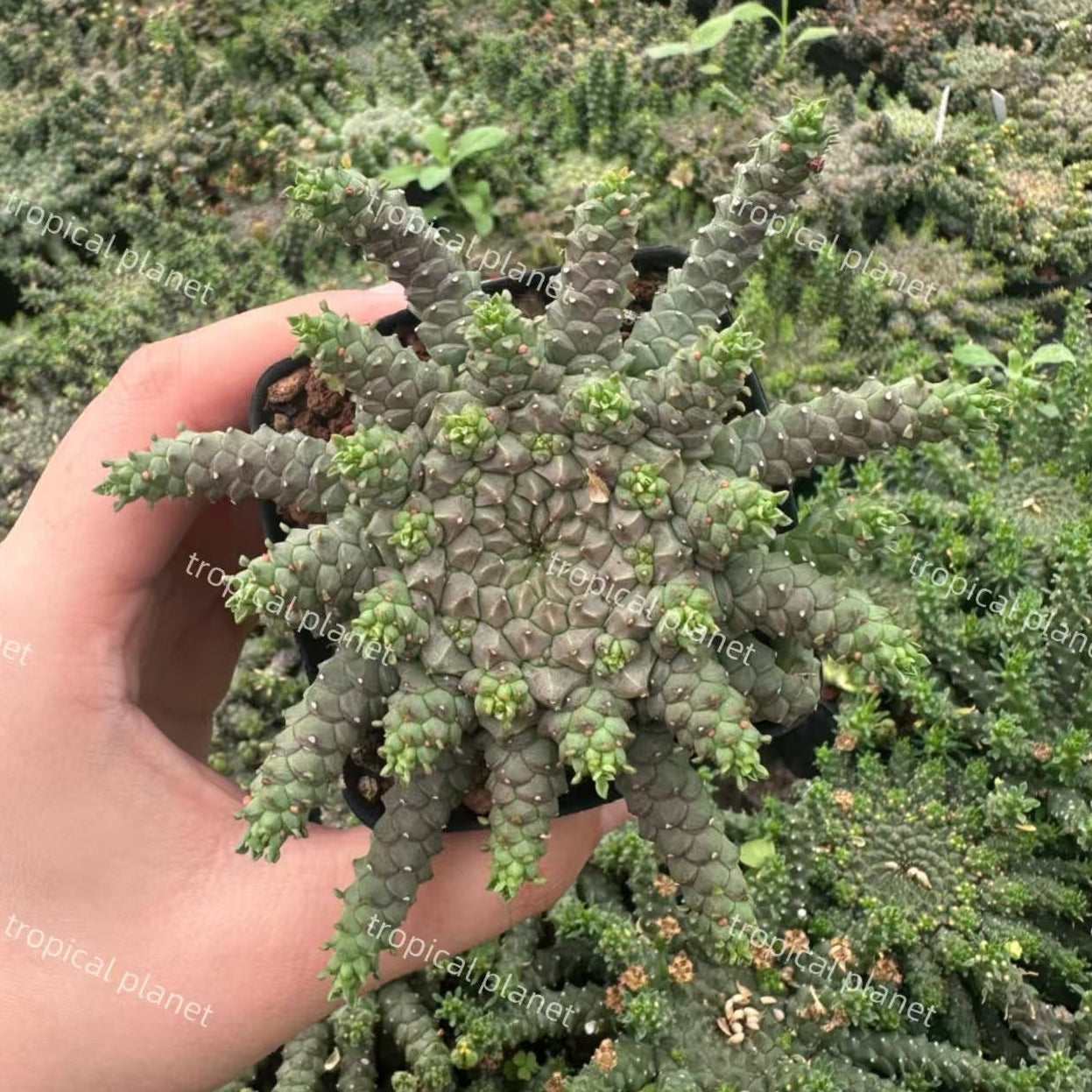 Euphorbia gorgonis - 1:1 full-frame product photo