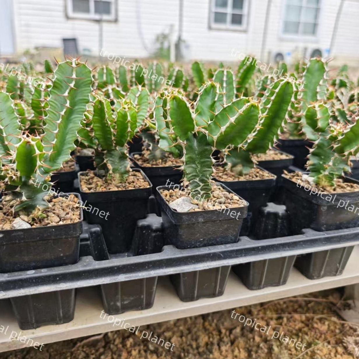 Euphorbia knobelii - 1:1 full-frame product photo