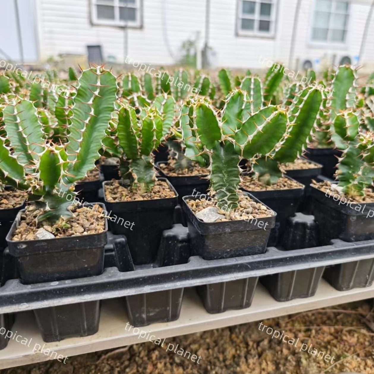 Euphorbia mlanjeana - 1:1 full-frame product photo