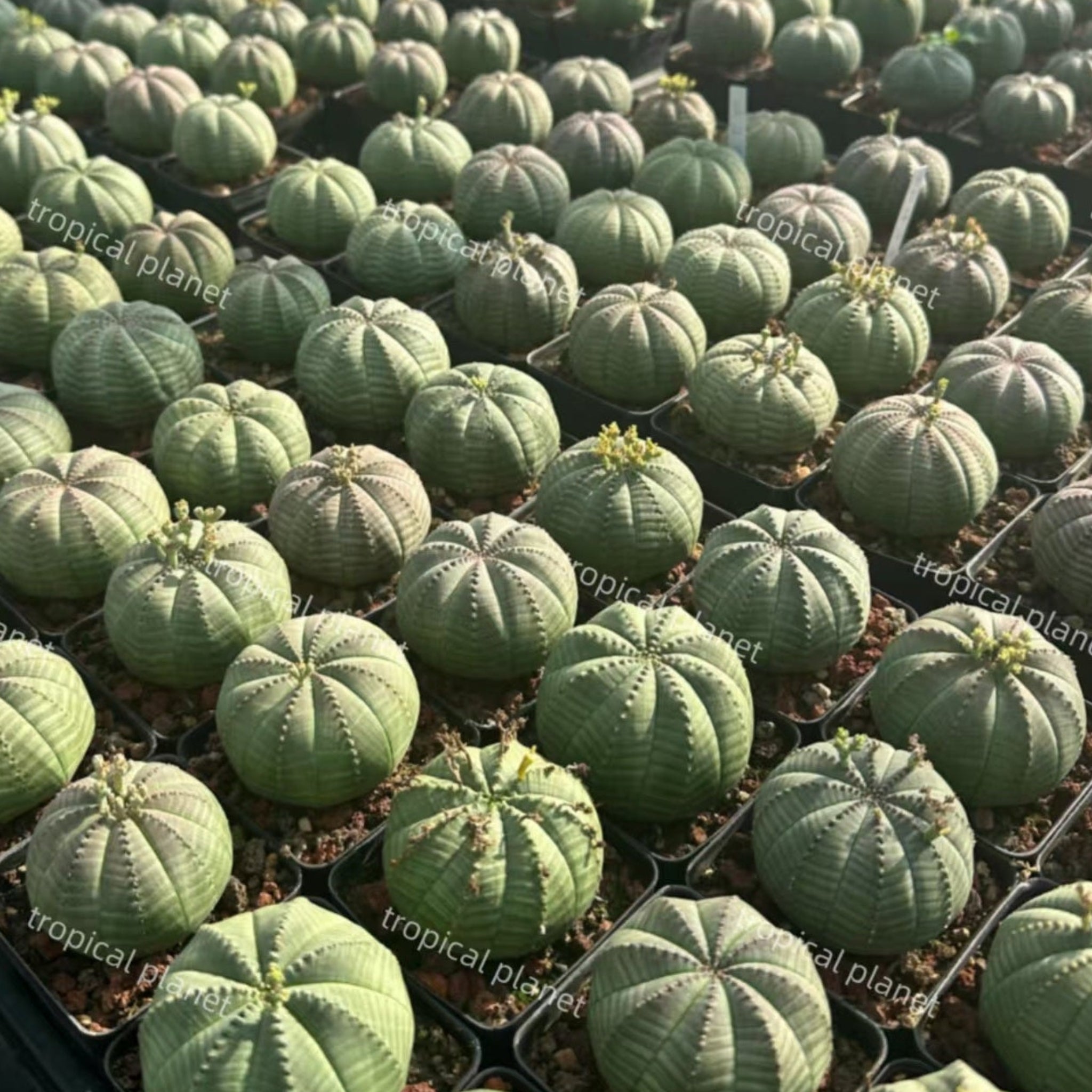 Euphorbia obesa - 1:1 full-frame product photo