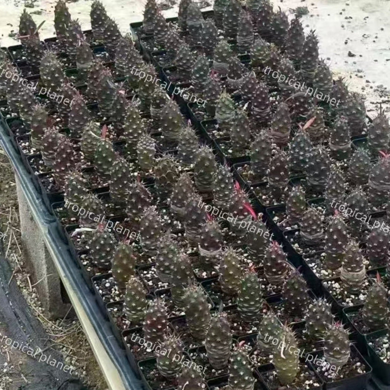 Euphorbia pachypodioides - 1:1 full-frame product photo
