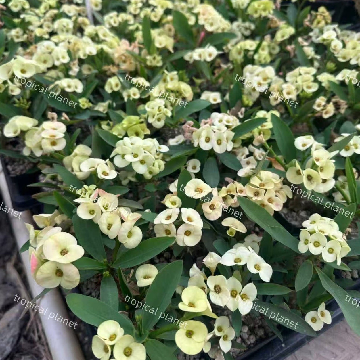 Euphorbia parvimedusae hyb. - 1:1 full-frame product photo