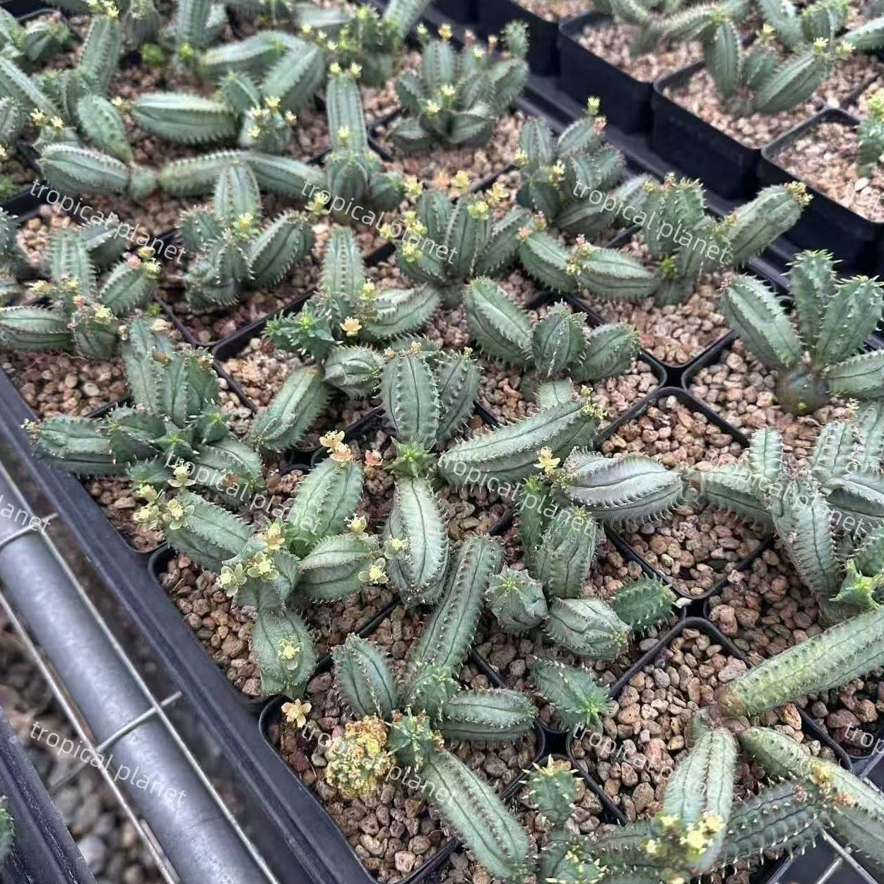 Euphorbia tubiglans - 1:1 full-frame product photo