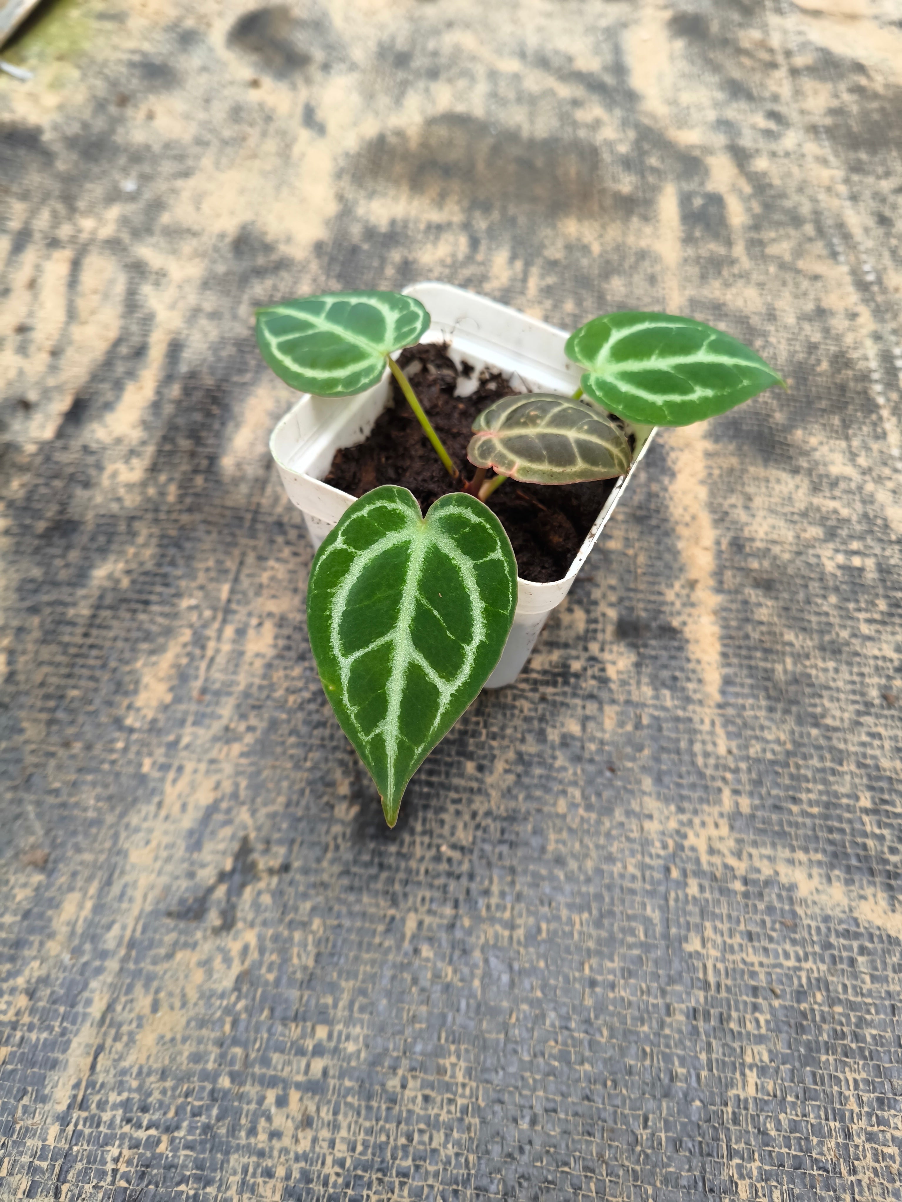 Anthurium 'Red Crystallinum'