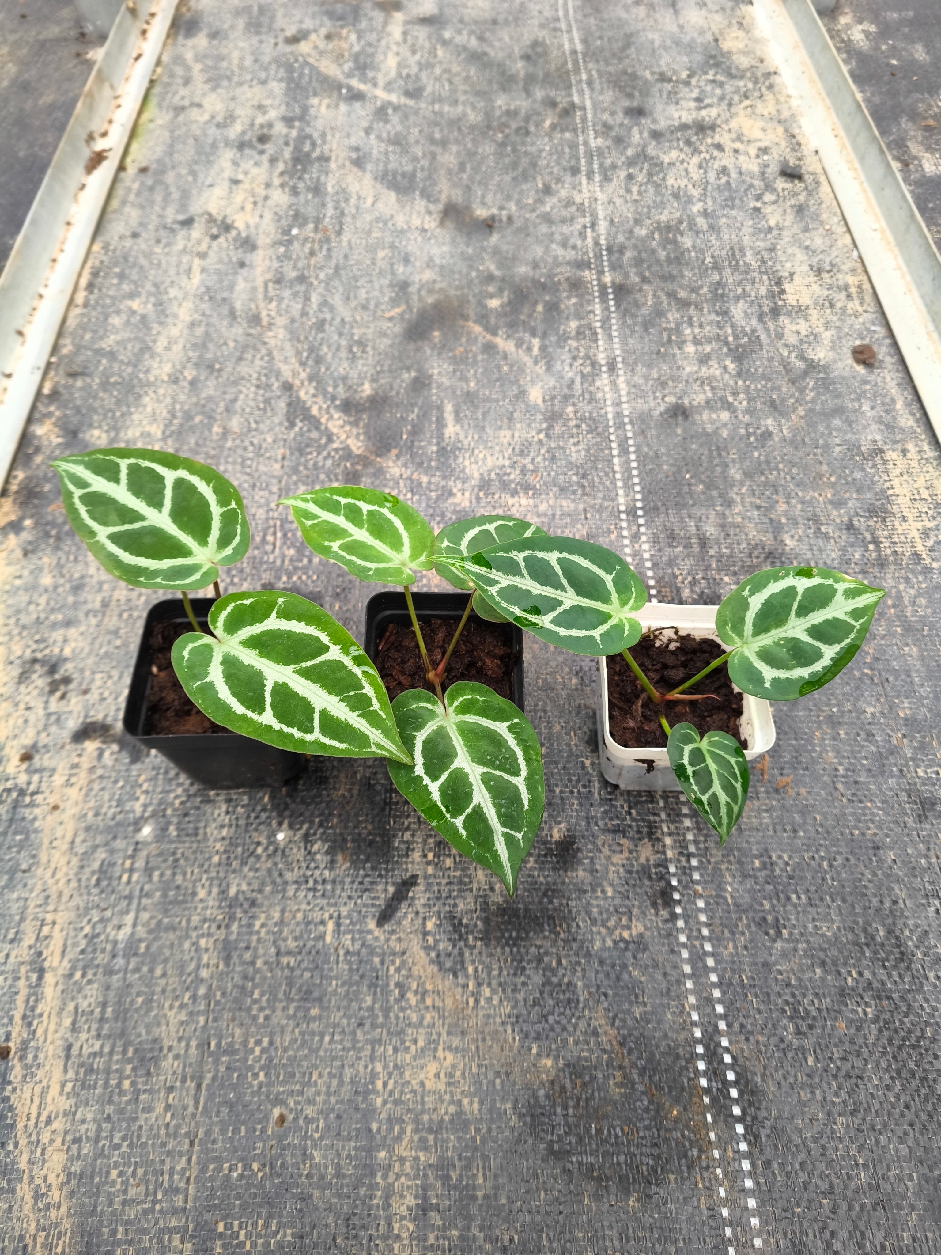 Anthurium 'Dorayaki' hybrid