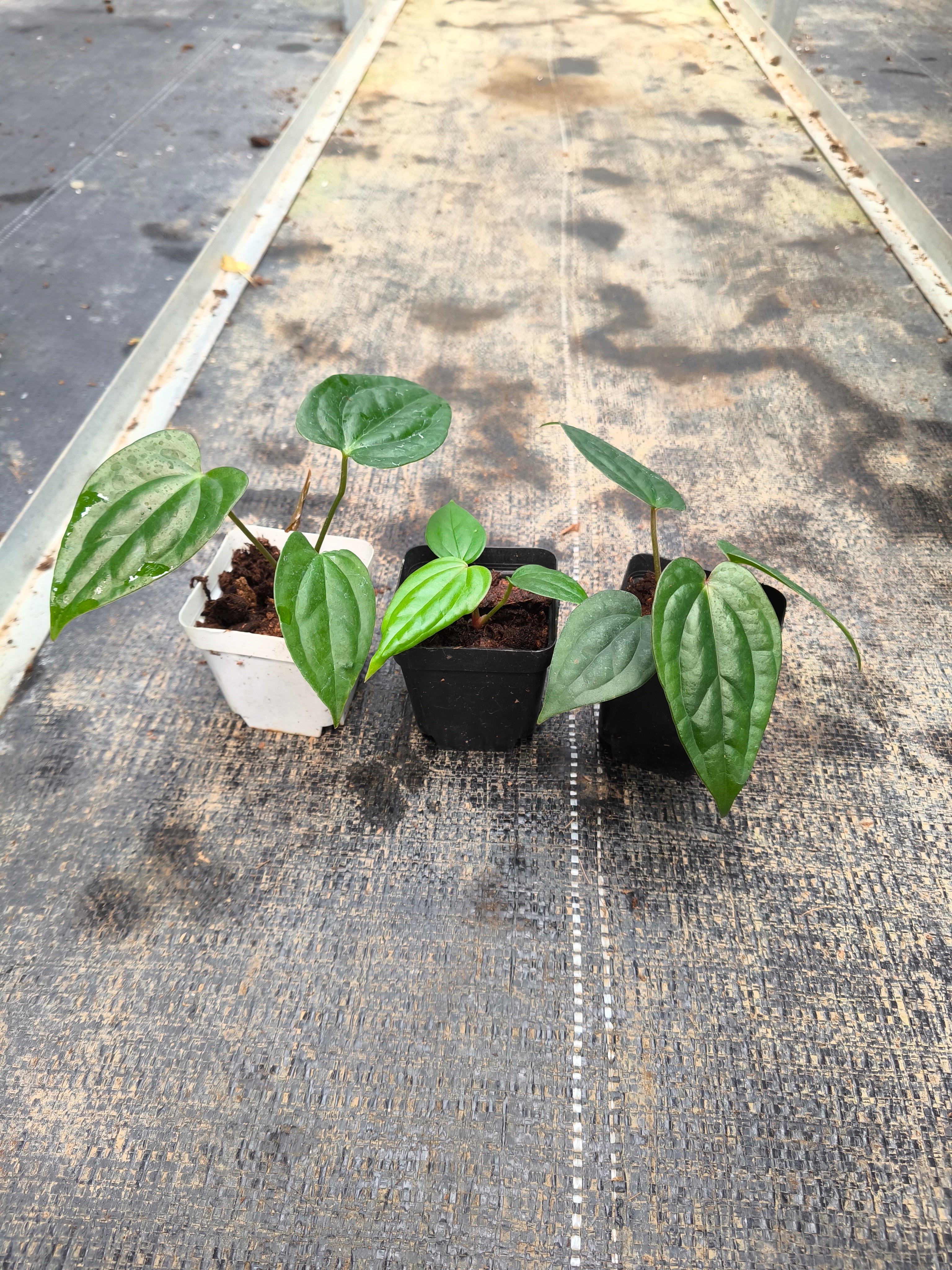 Anthurium luxurians × Anthurium 'Dark Phoenix'
