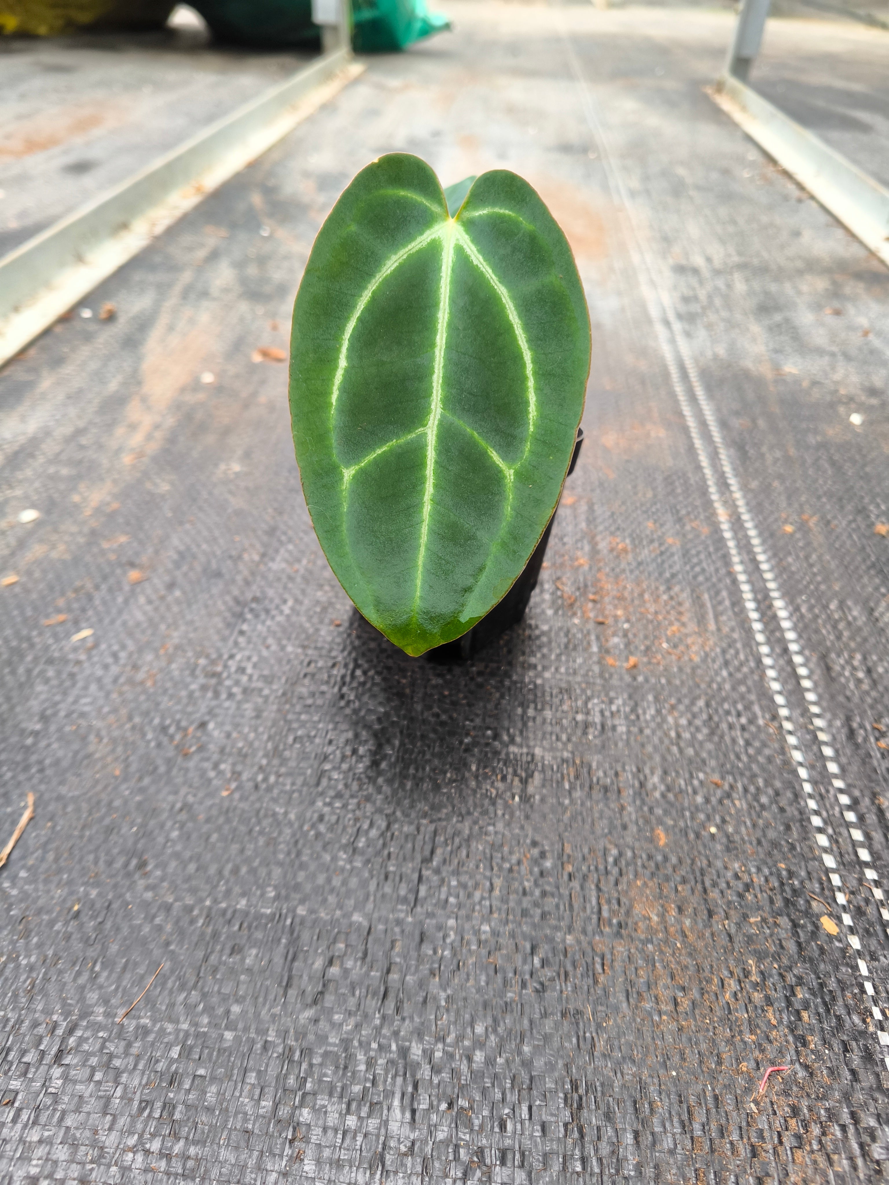 Anthurium besseae