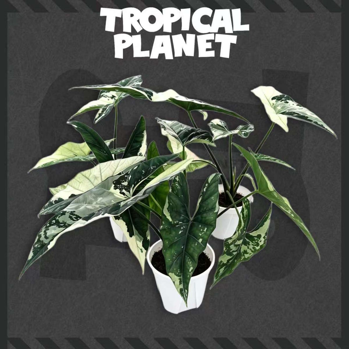 Alocasia 'Simpo' Albo Variegata