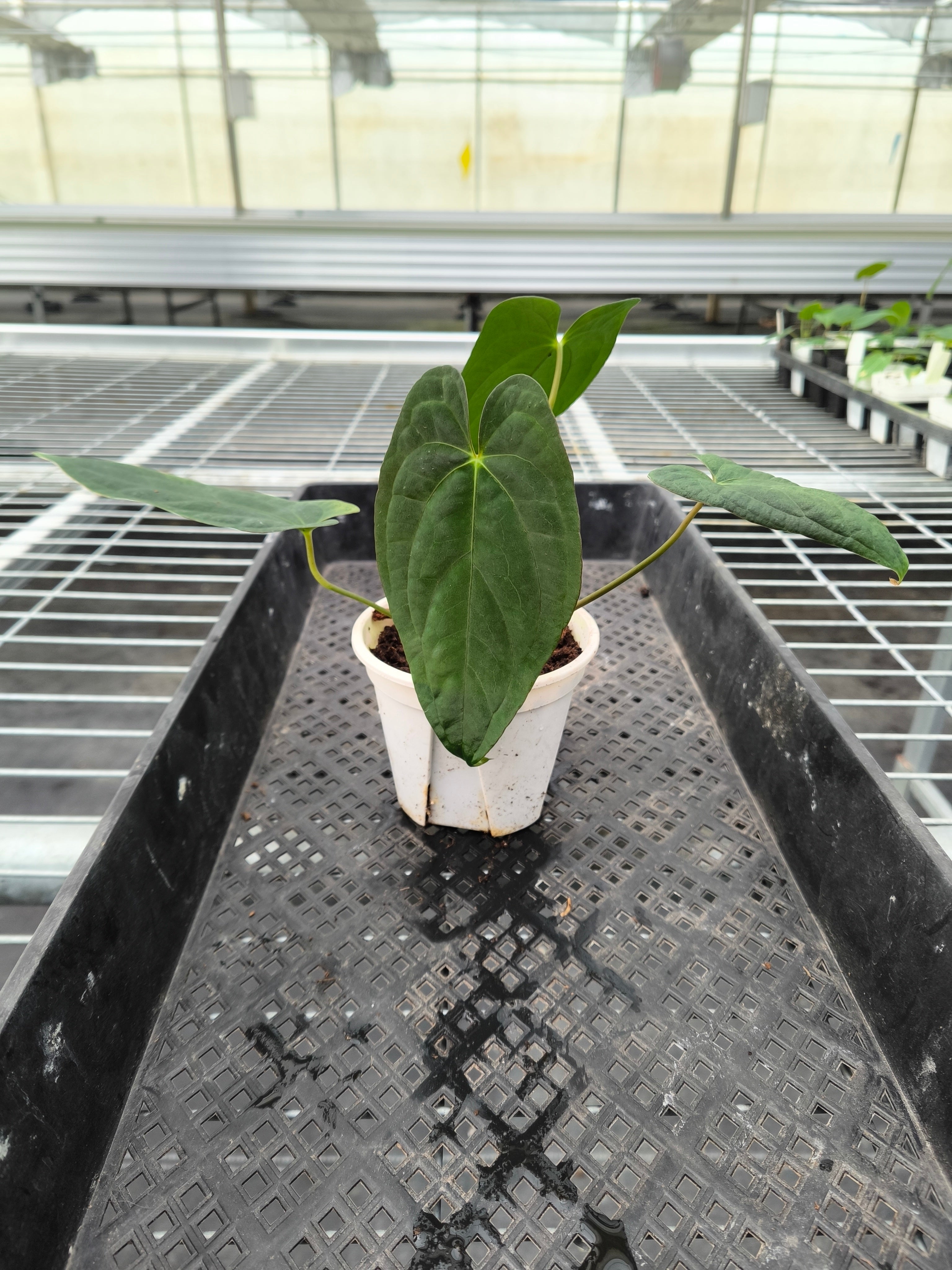 Anthurium hoffmannii 'Dark ×Phoenix'bybrid
