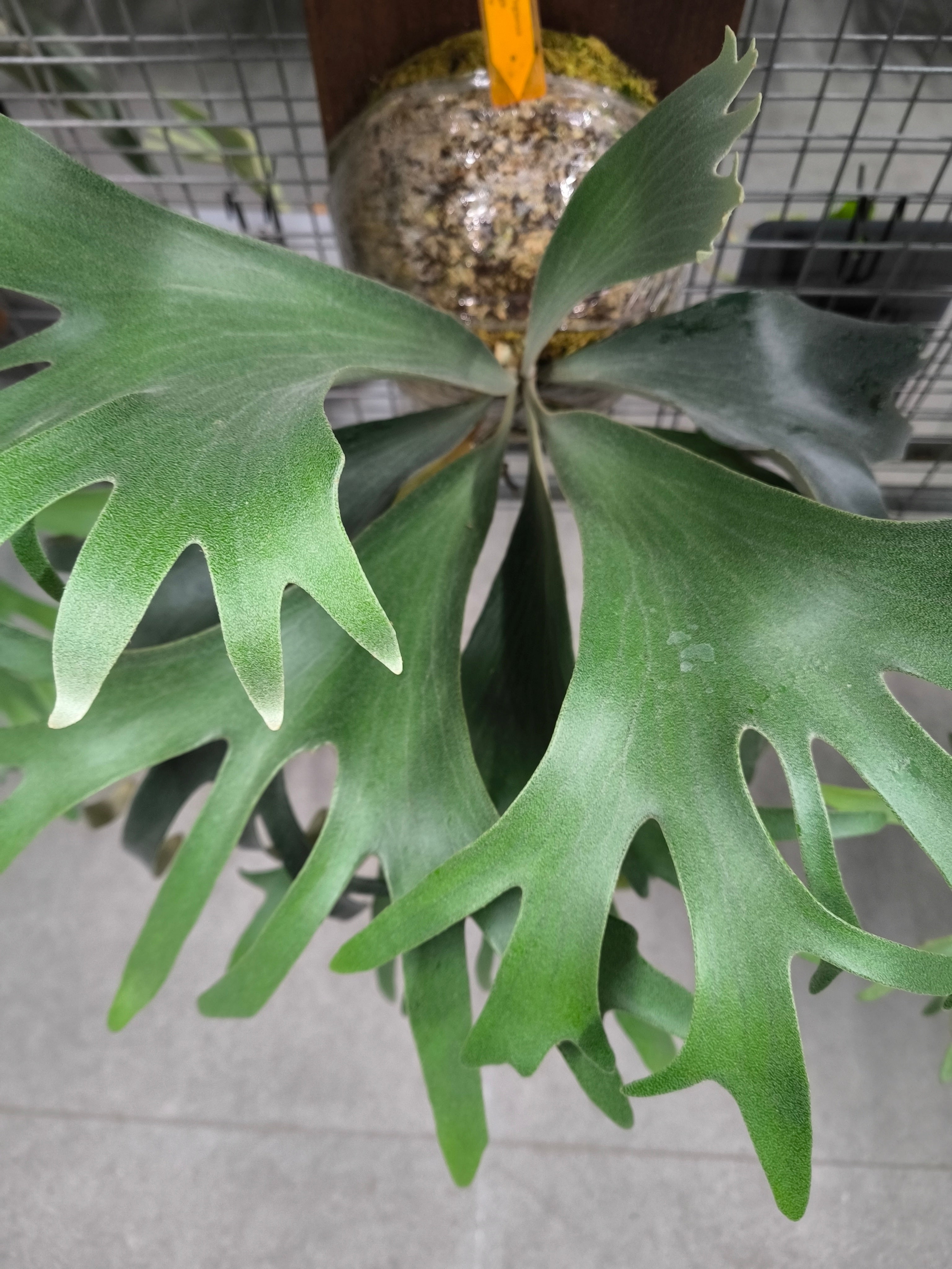 Exact plant pictured for this Platycerium retail listing