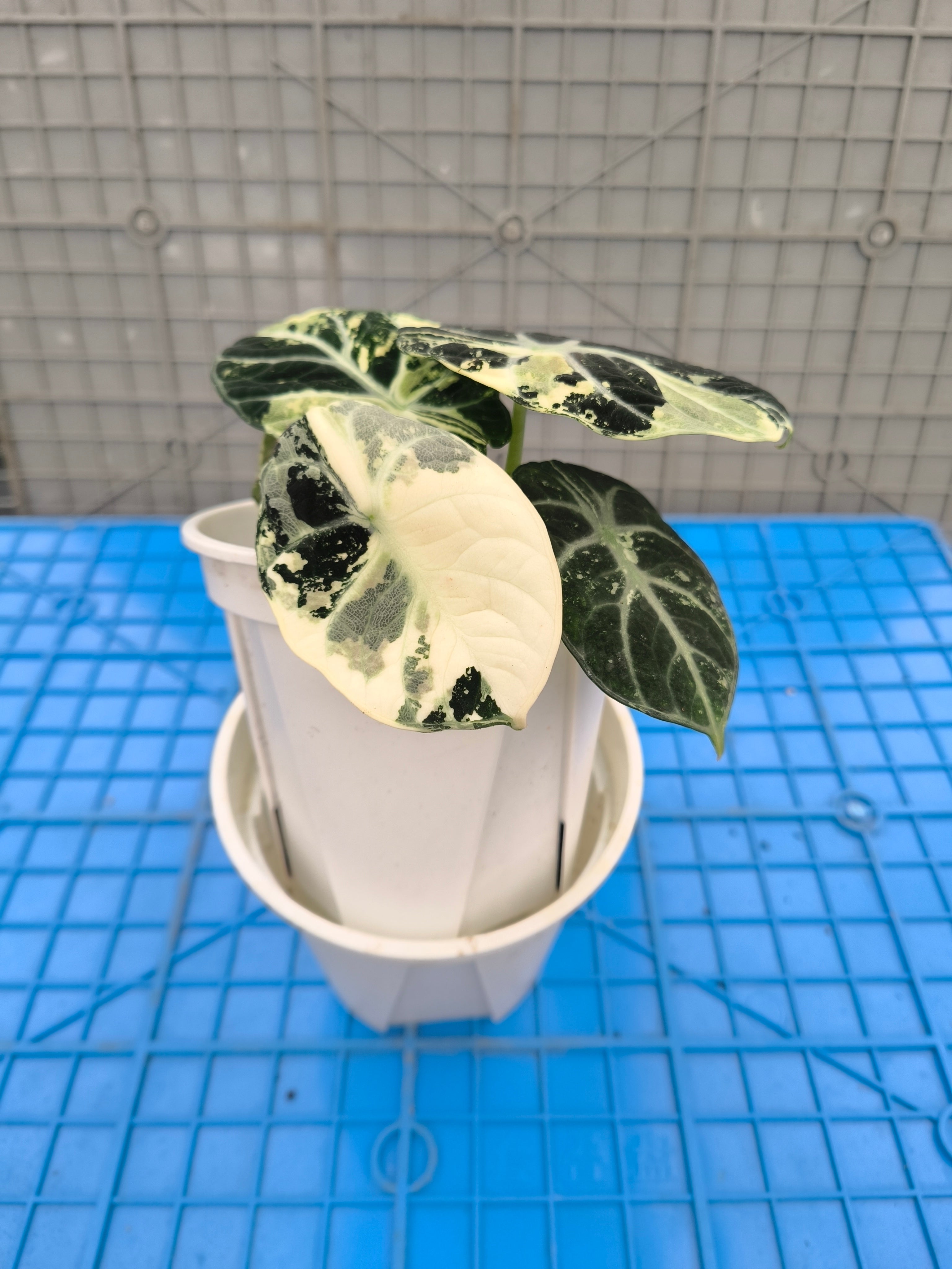 Alocasia 'Ninja' Albo Variegated