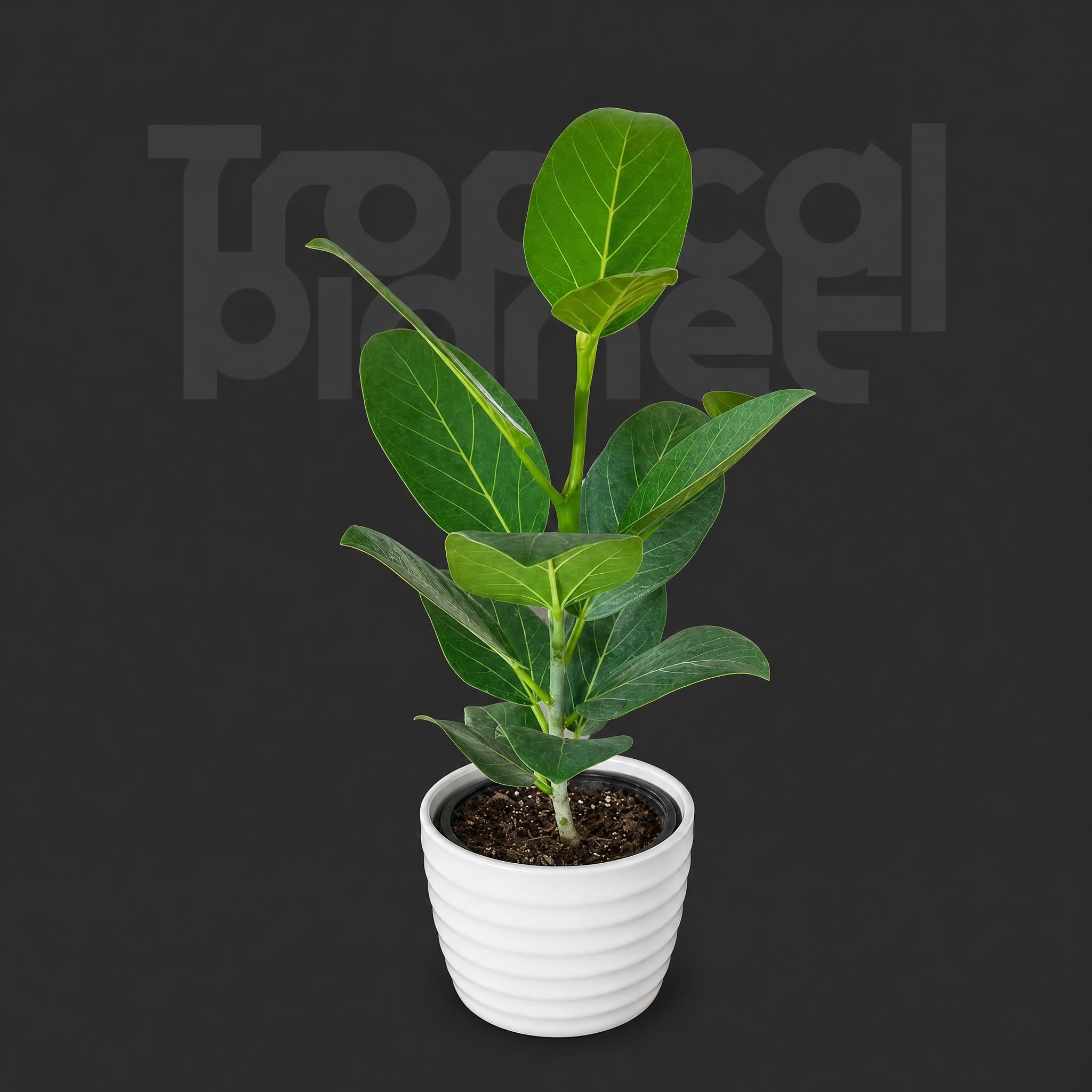 Ficus Benghalensis 'Audrey'