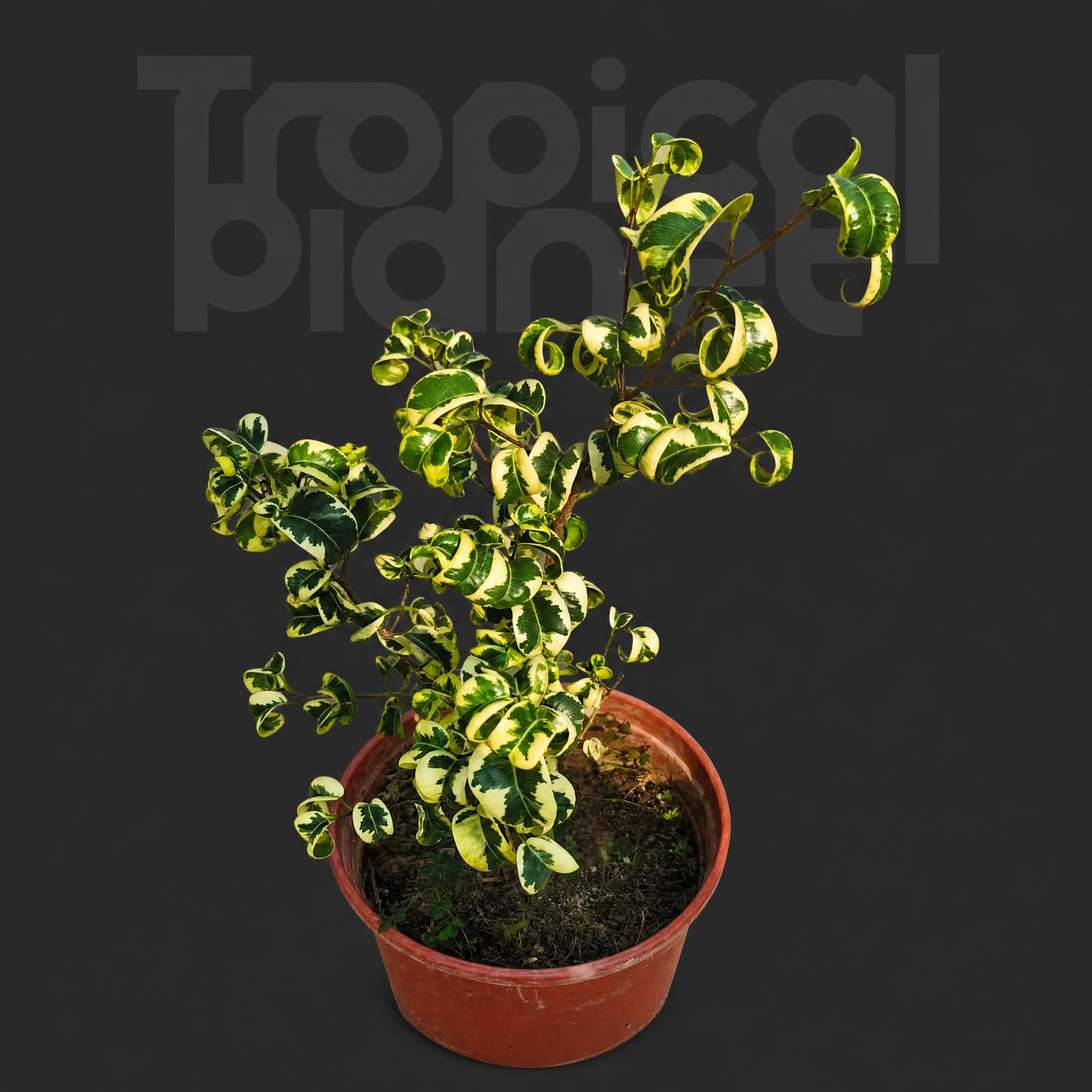 Ficus benjamina Barok Variegata