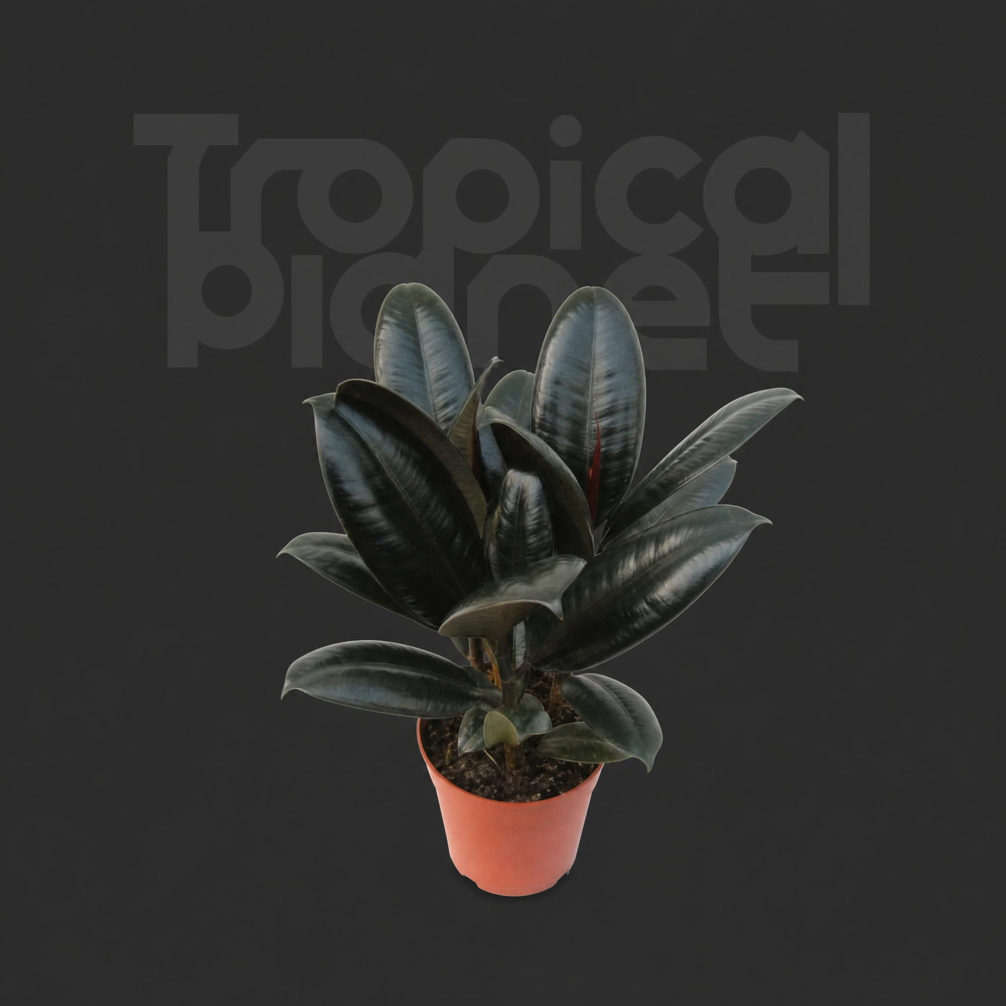 Ficus Burgundy