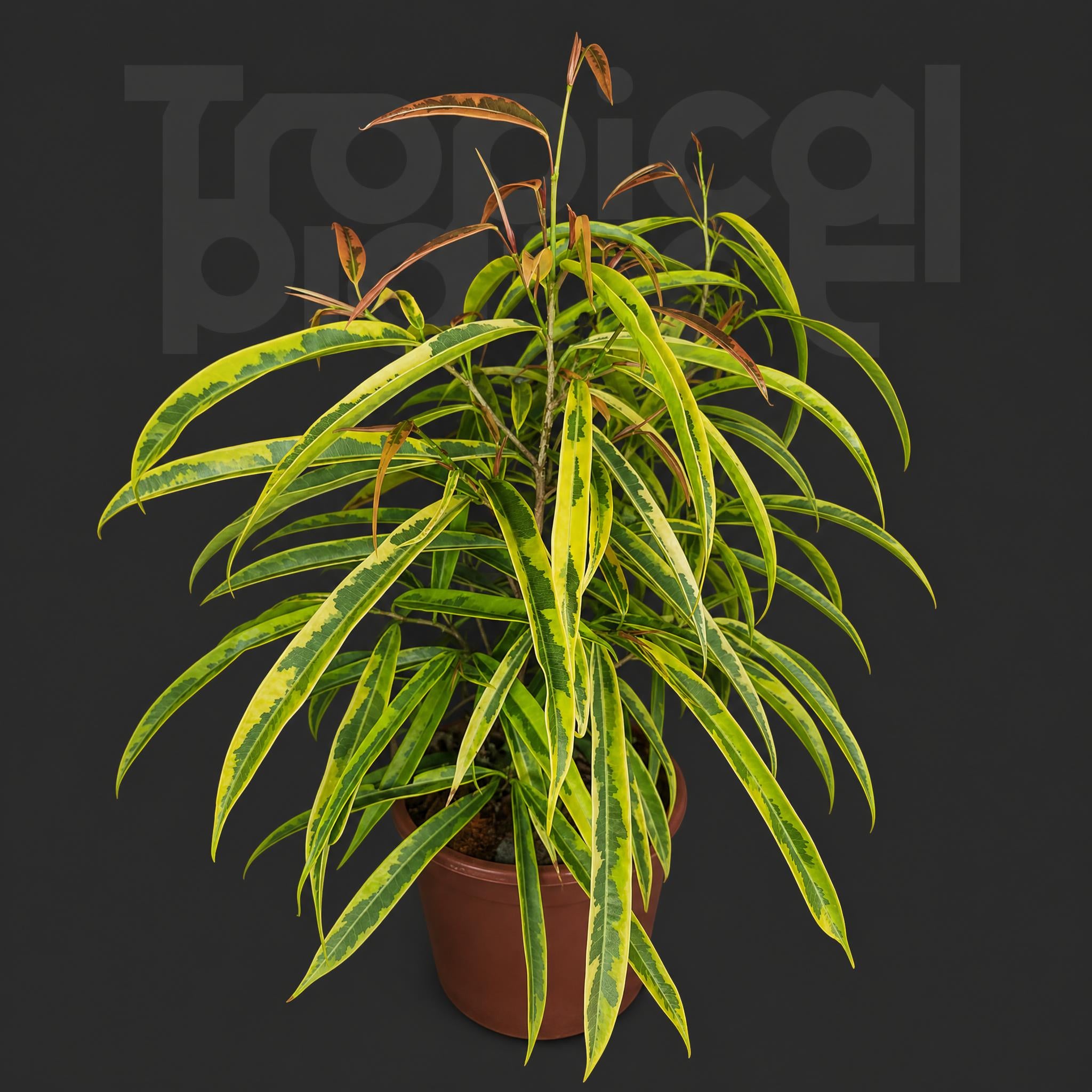 Ficus celebensis Corner Variegata