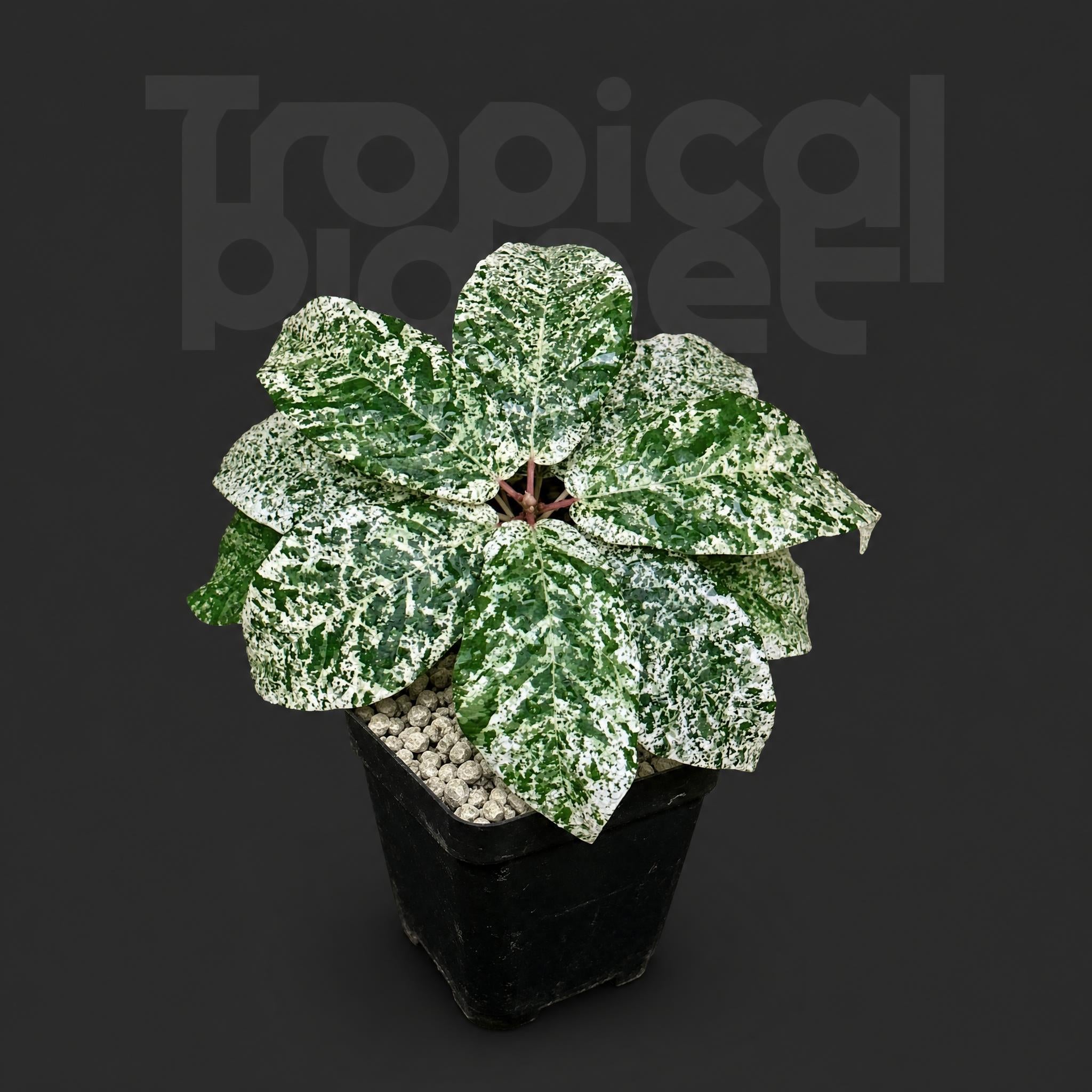 Ficus Elastica Cotton Color