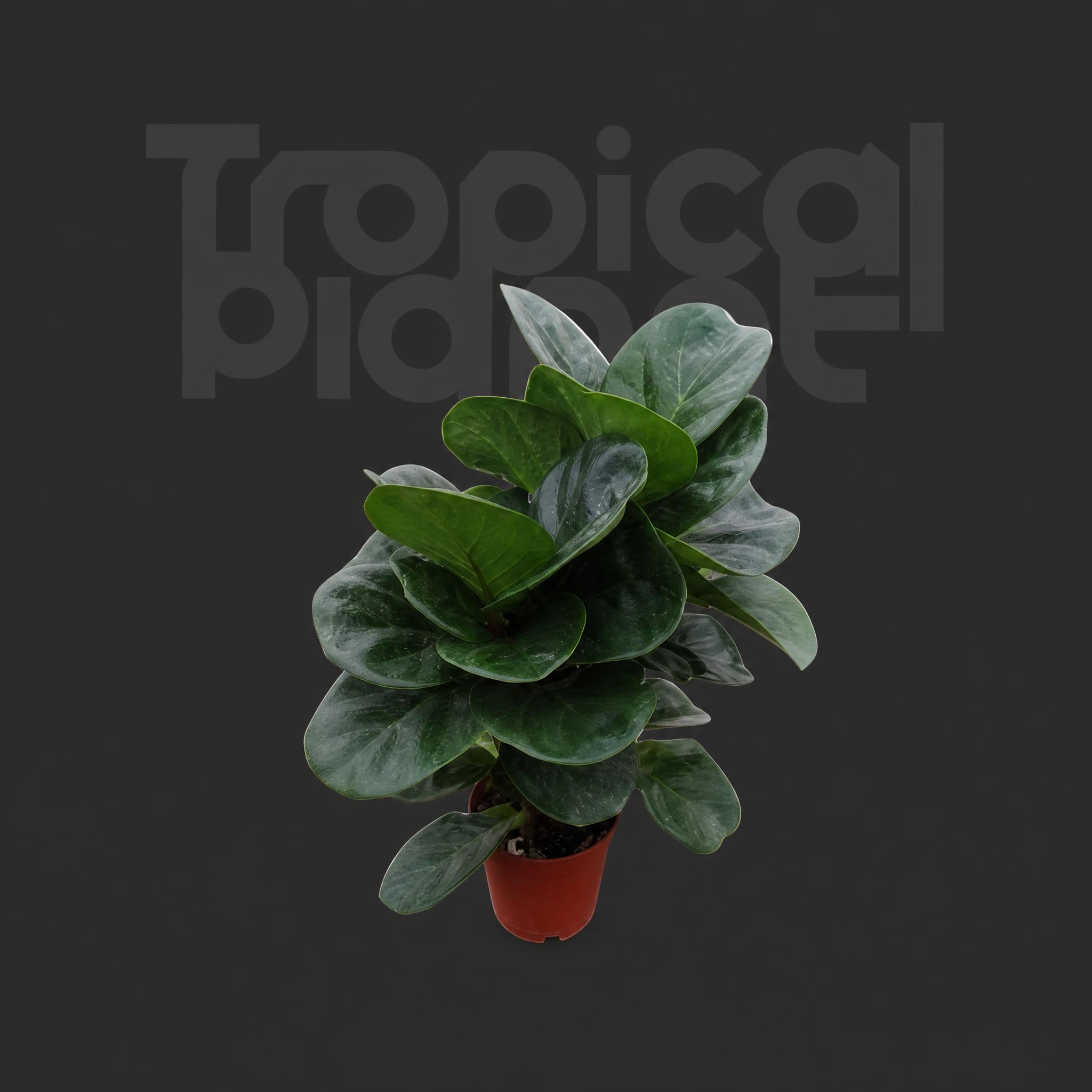 Ficus lyrata bambino