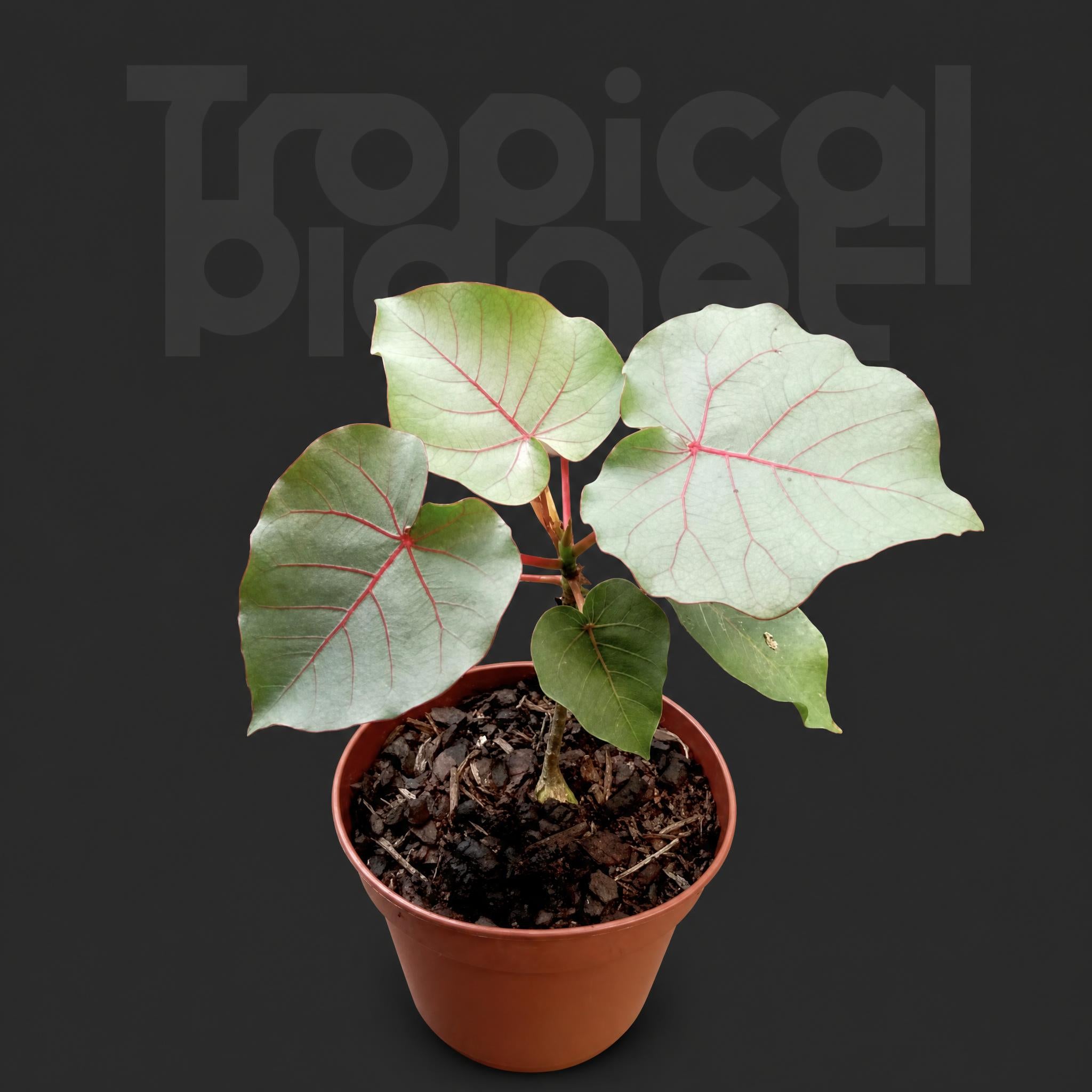Ficus petiolaris