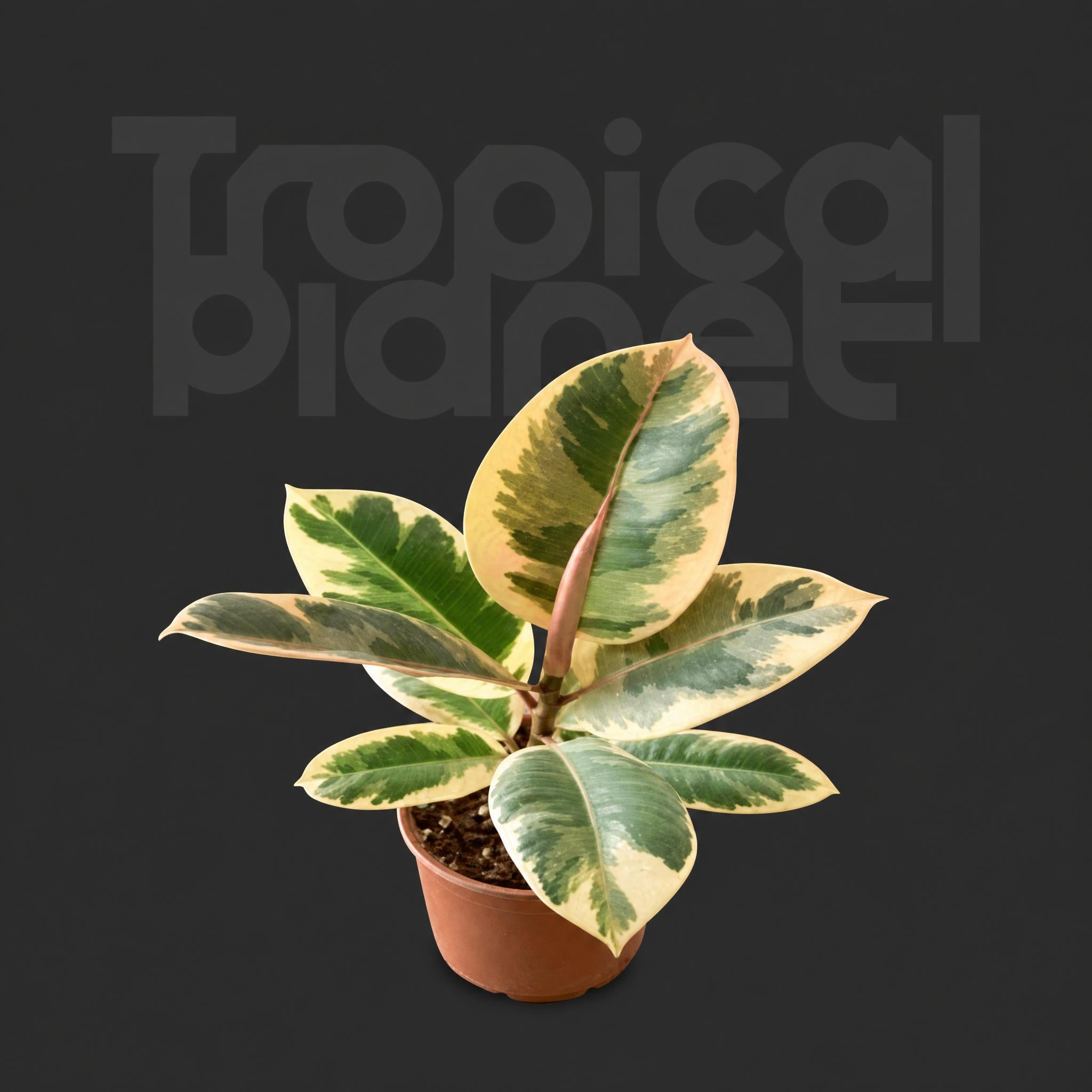 Ficus tineke