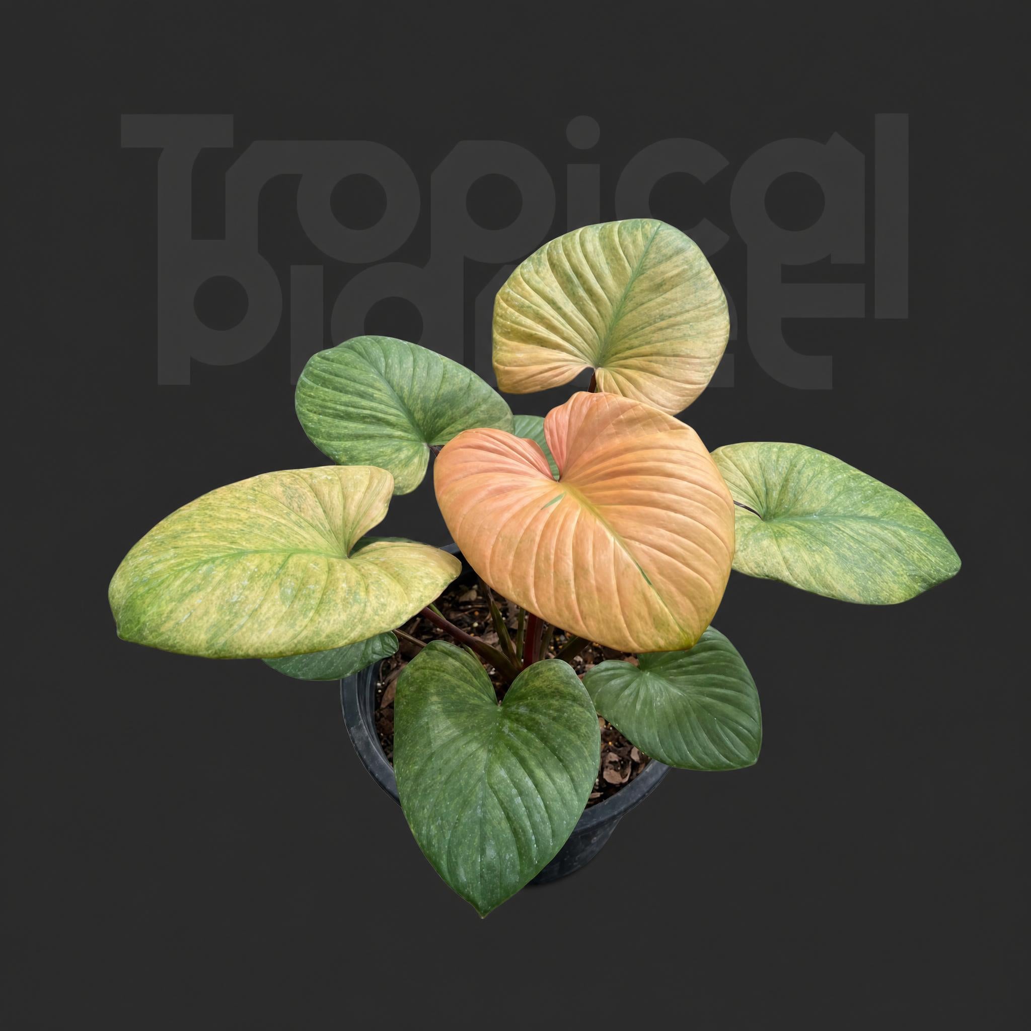 Homalomena Rubescens mint