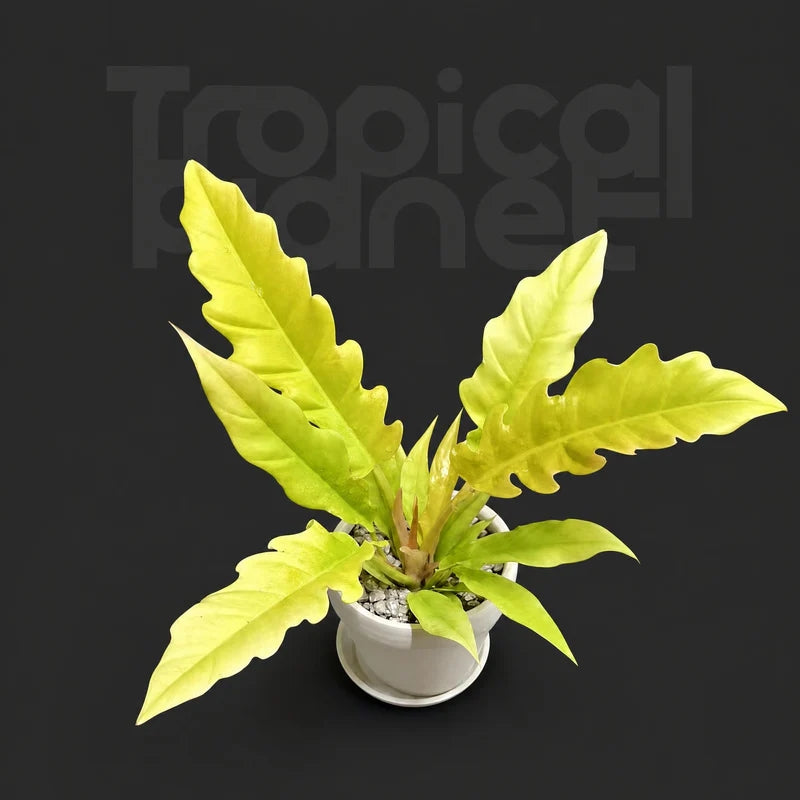 Philodendron Gergaji Golden / Philodendron golden crocodile