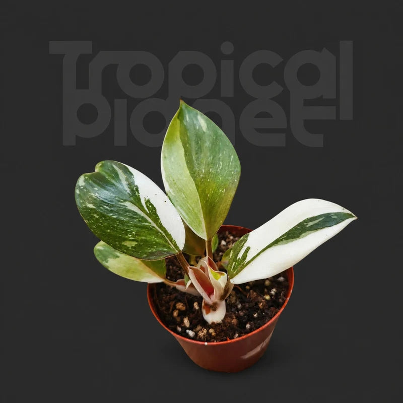 Philodendron White Knight