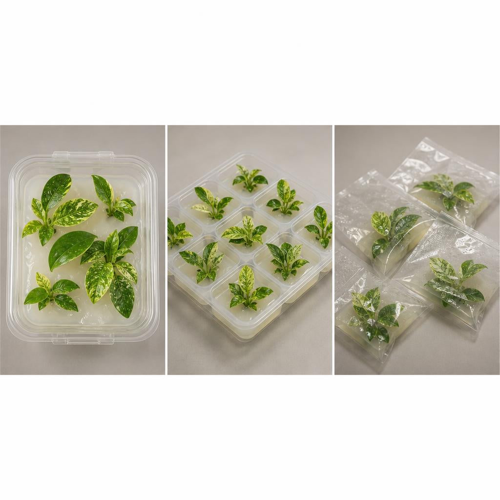 Philodendron 'Jose Buono' - tissue culture seedling scene 2