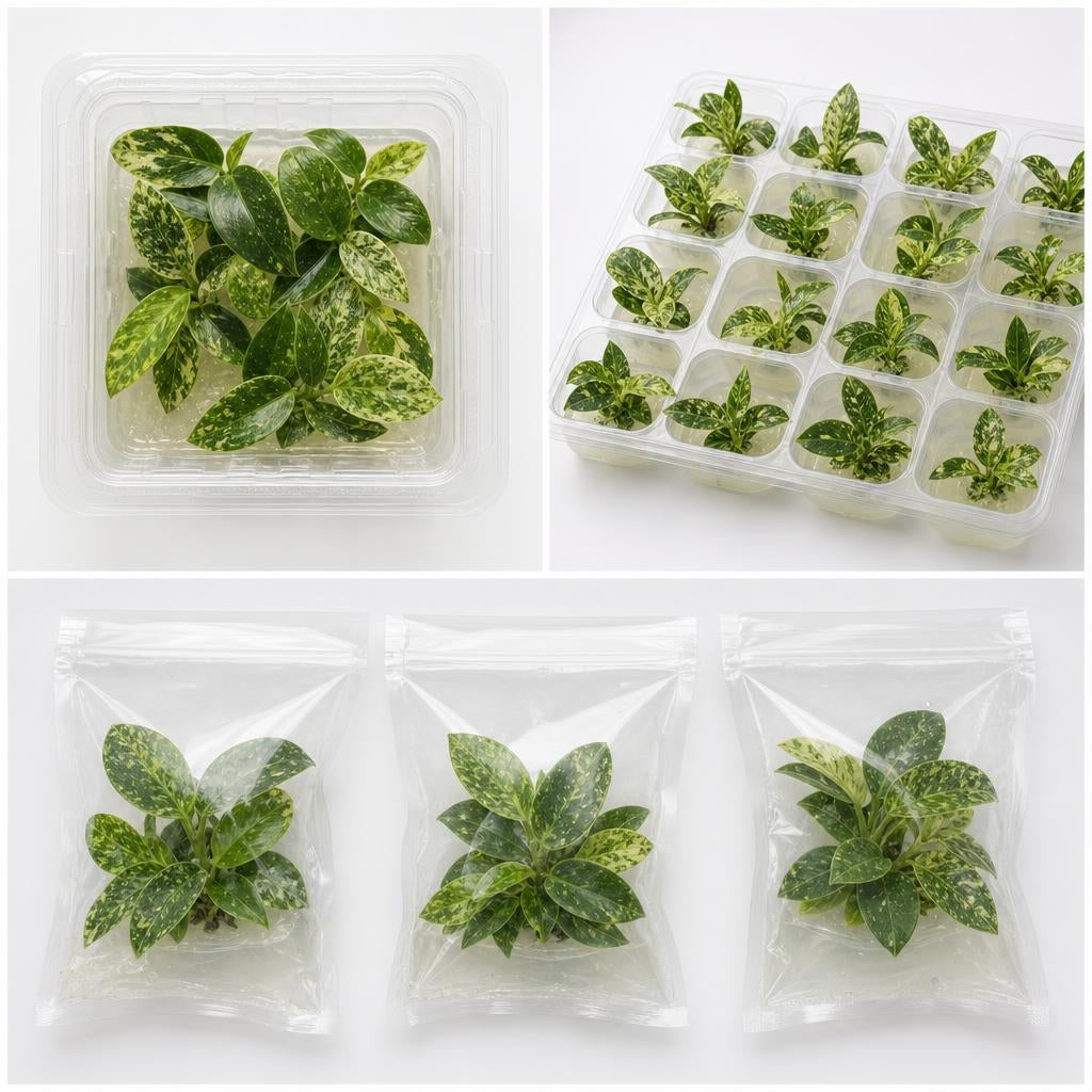Philodendron 'Jose Buono' - tissue culture seedling scene 3