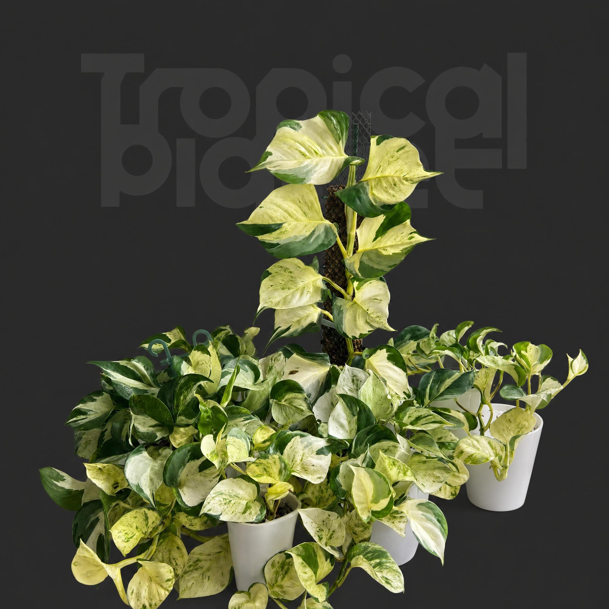 Manjula Pothos
