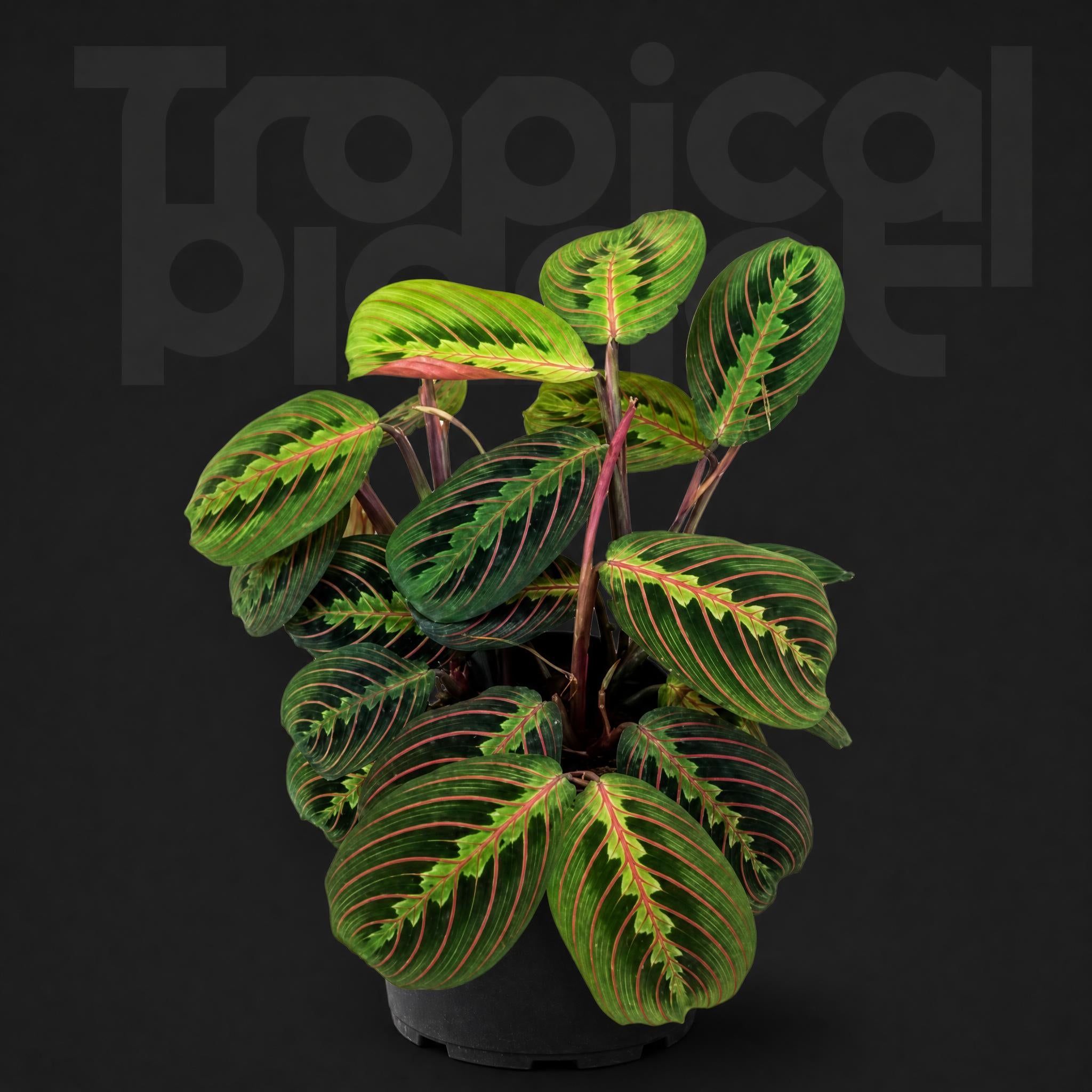 Maranta leuconeura erythroneura