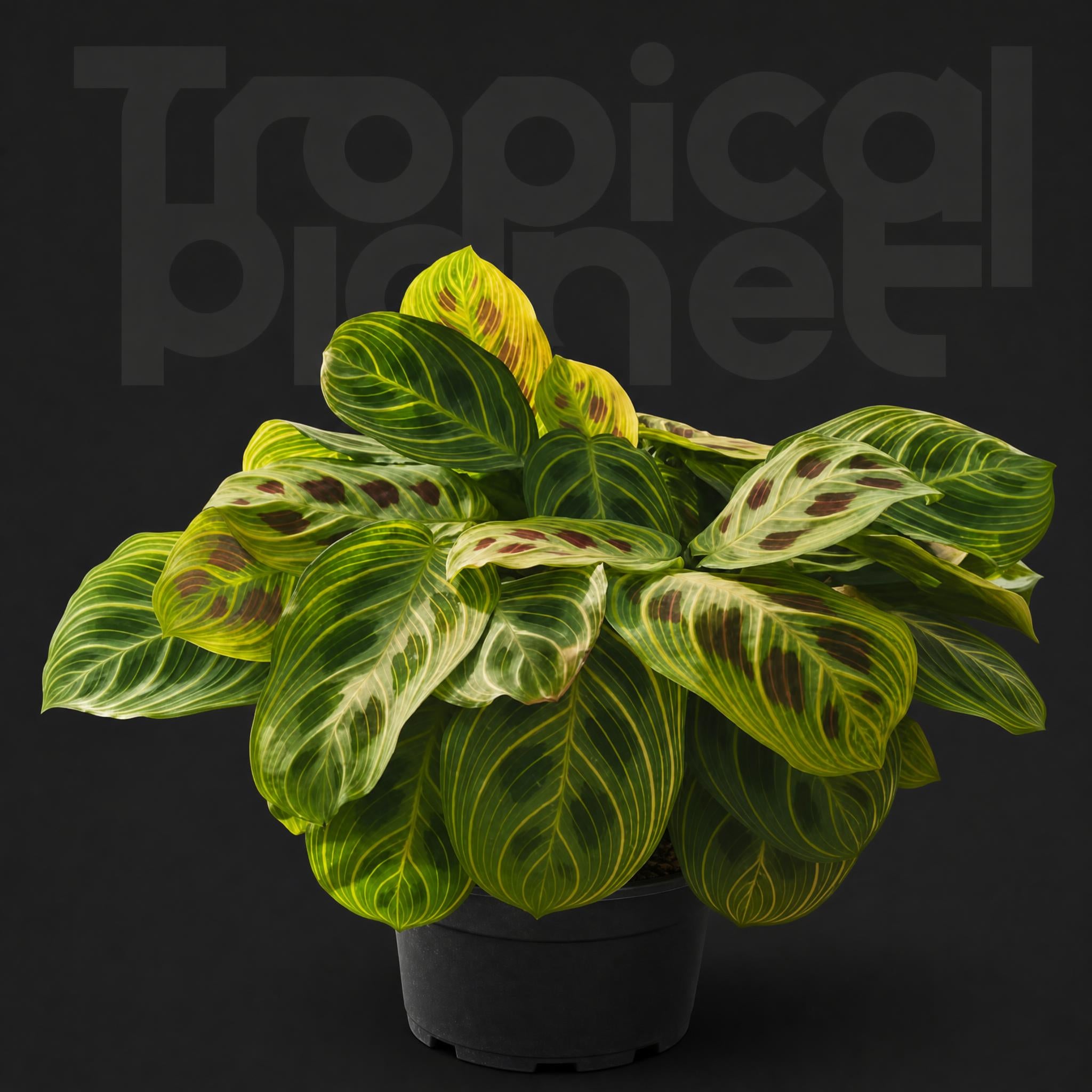 Maranta Leuconeura Fantasy