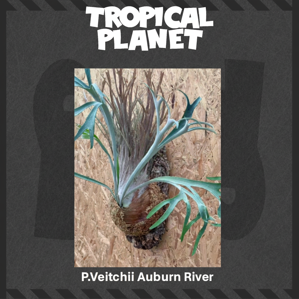 P.Veitchii Auburn River - Tropical Planet背景