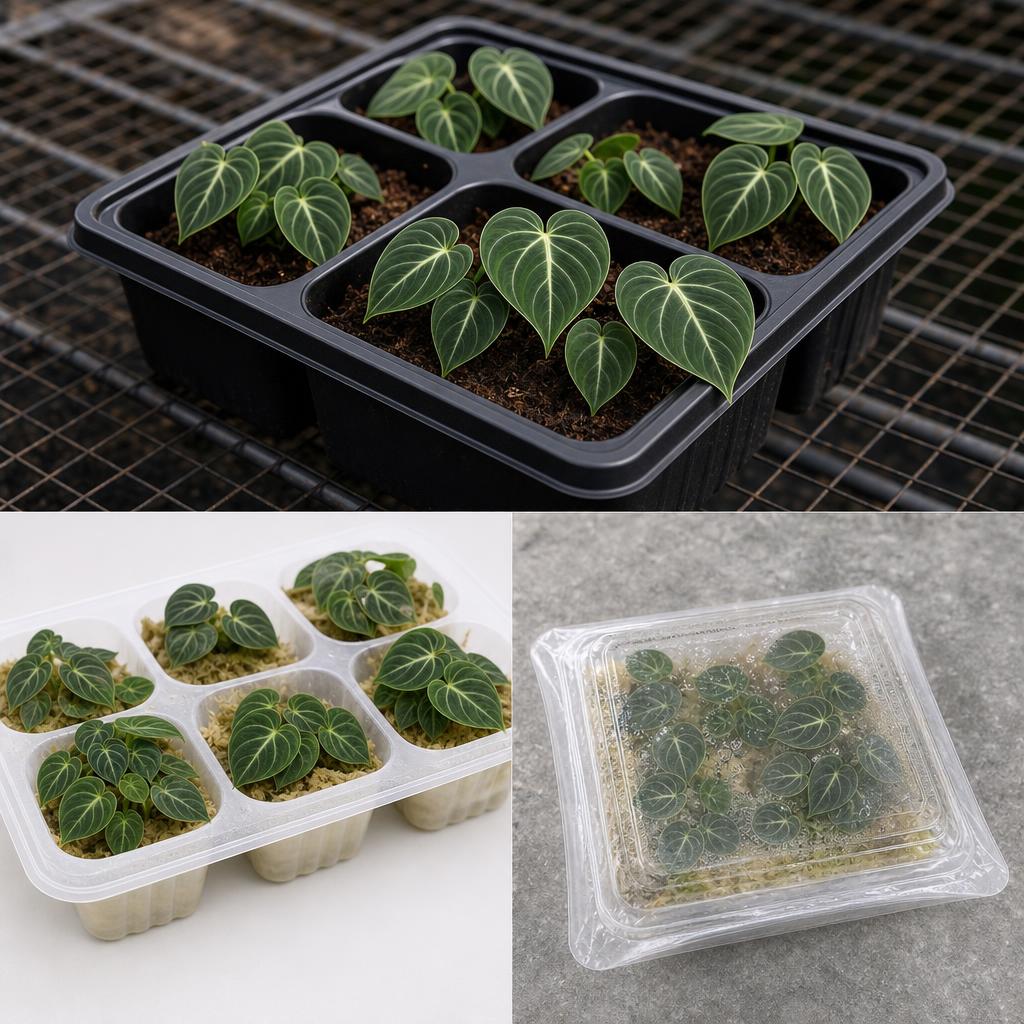 Philodendron gloriosum 'Dark Form' - tissue culture seedling scene 3