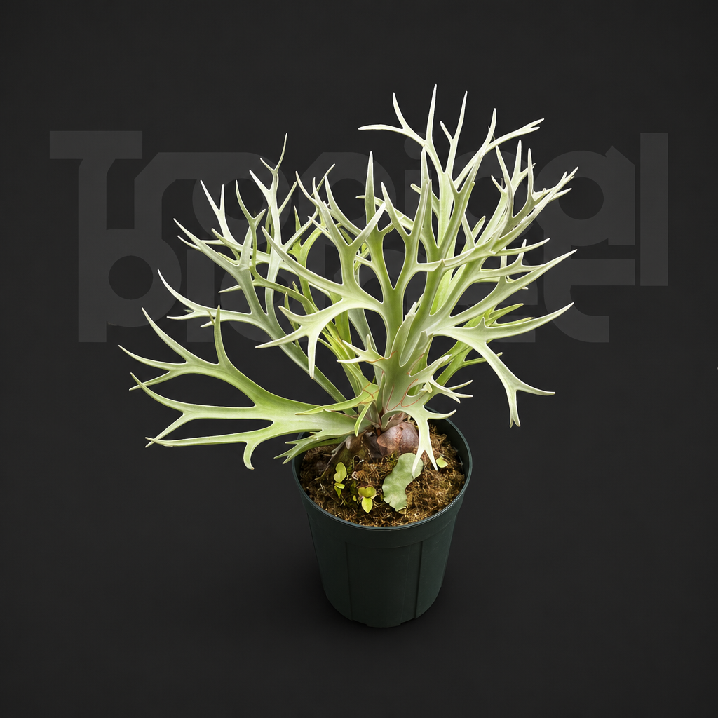P.Veitchii Lemoinei Sporeling - product image 1 restored 2026-04-29