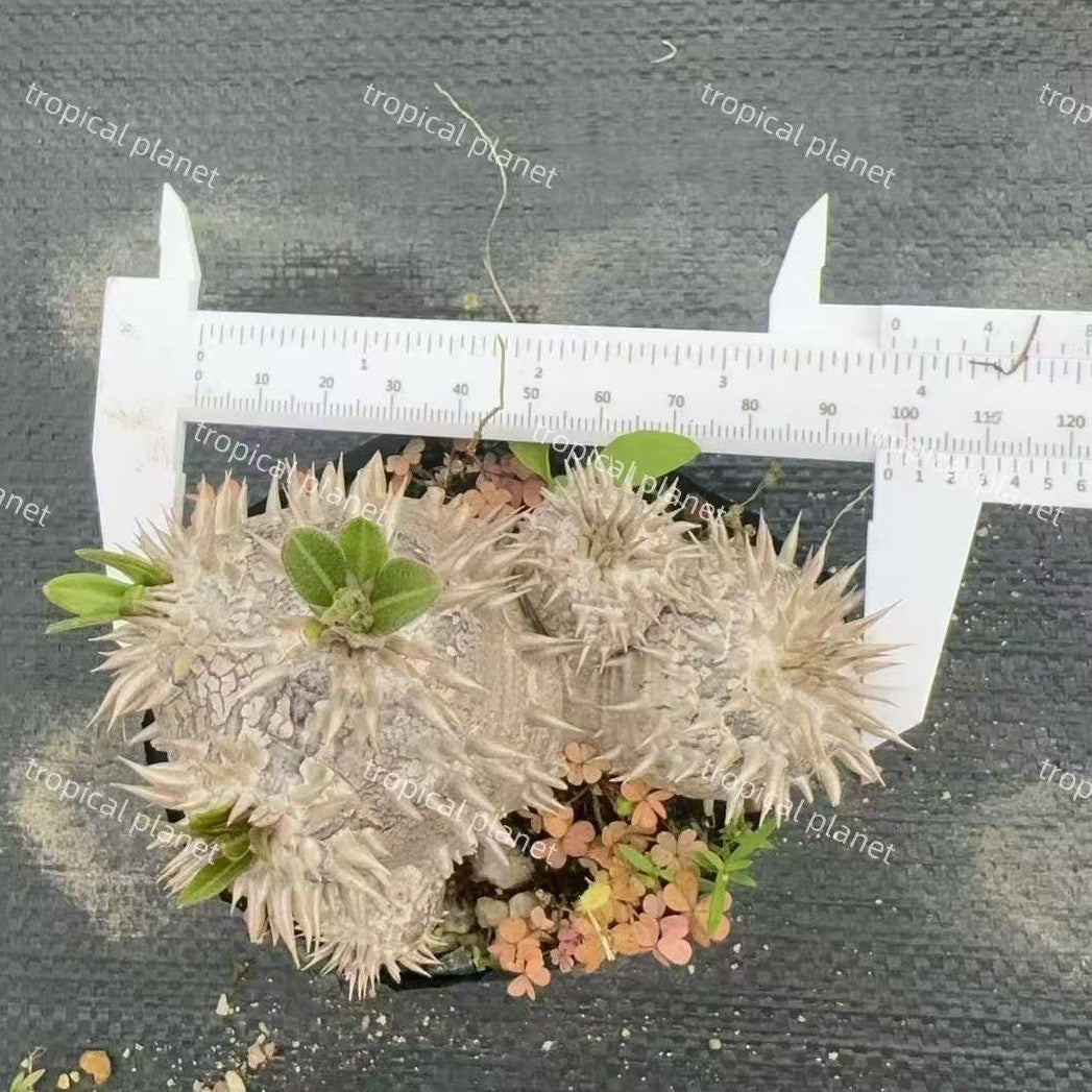 Pachypodium brevicaule - 1:1 full-frame product photo