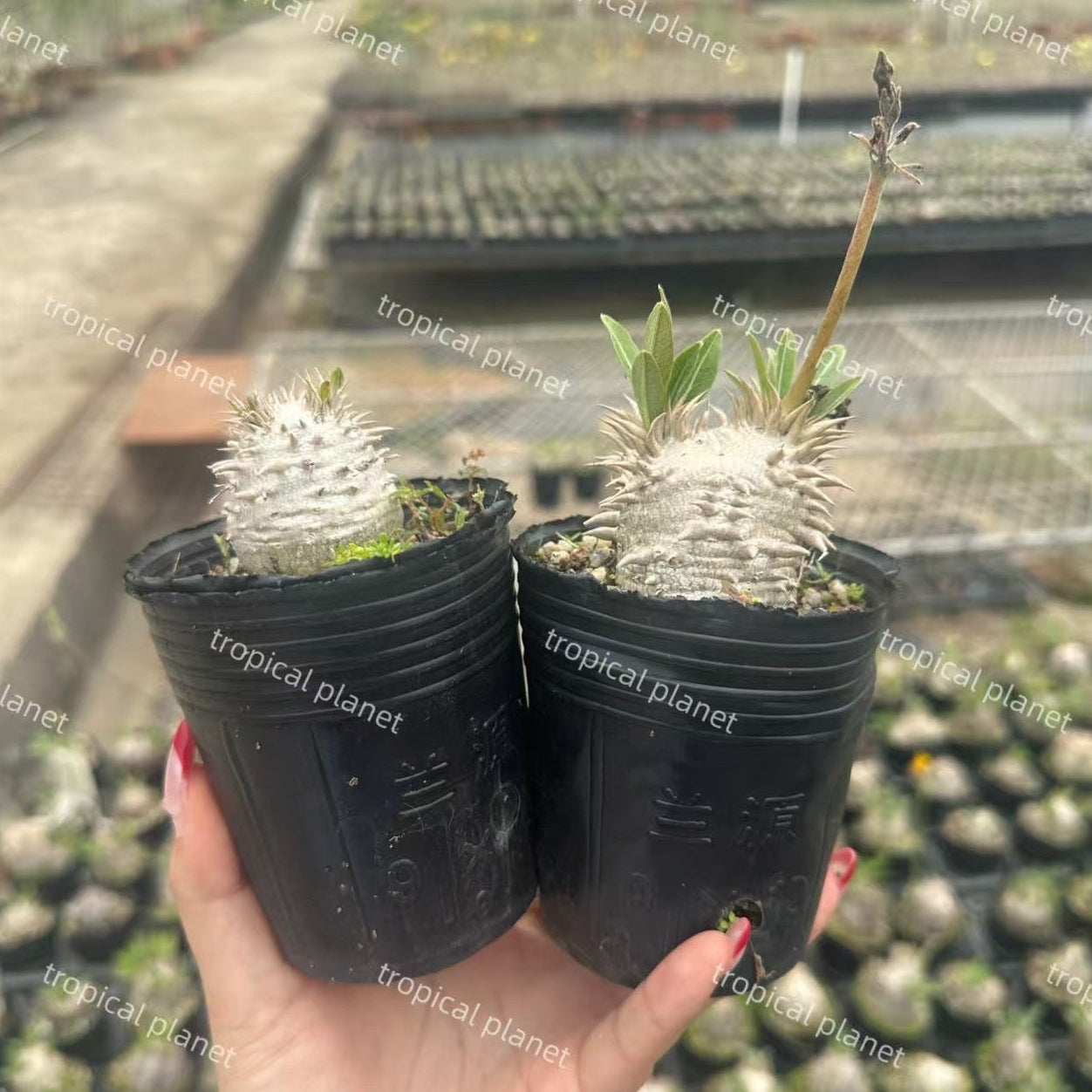 Pachypodium brevicaule - 1:1 full-frame product photo