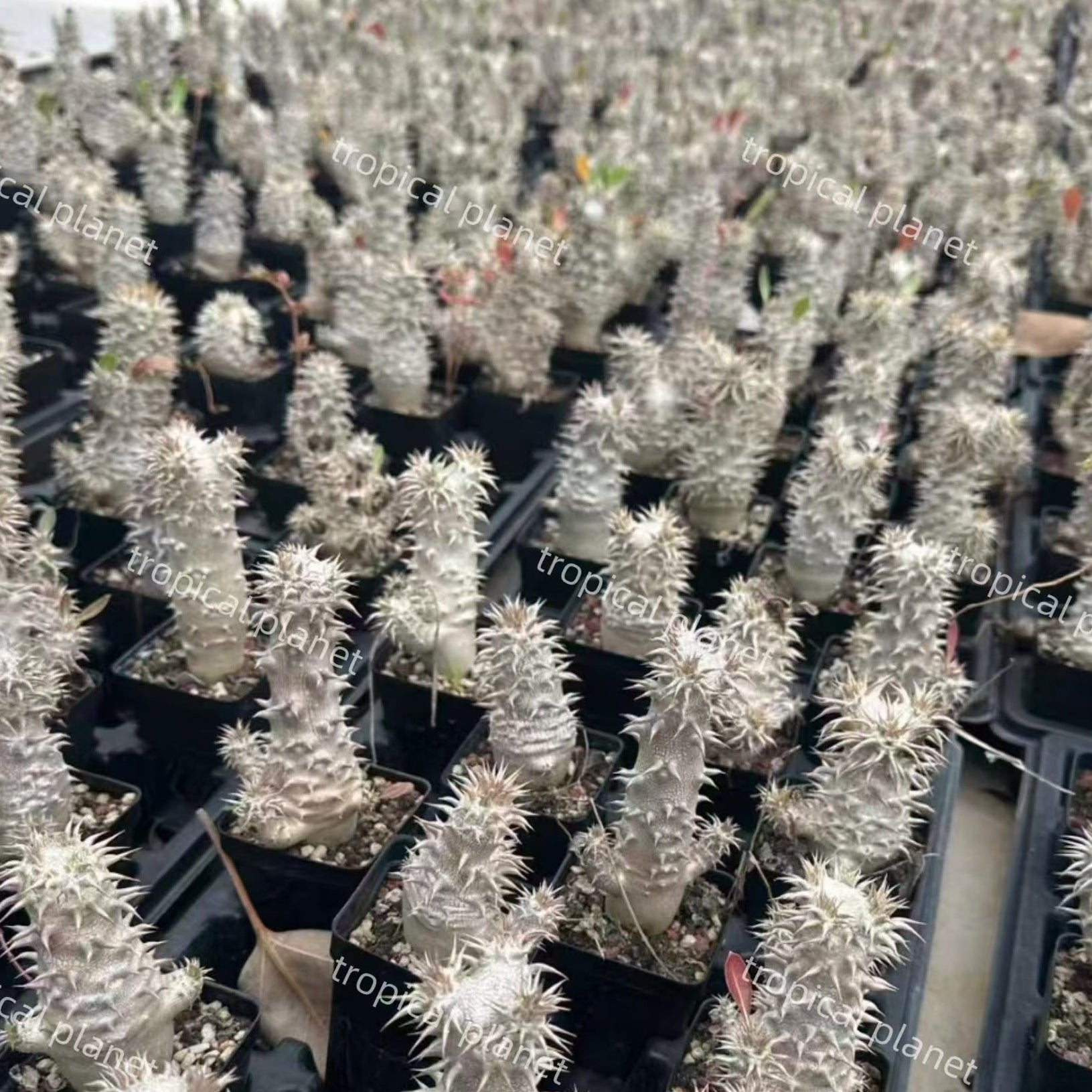 Pachypodium densiflorum - 1:1 full-frame product photo