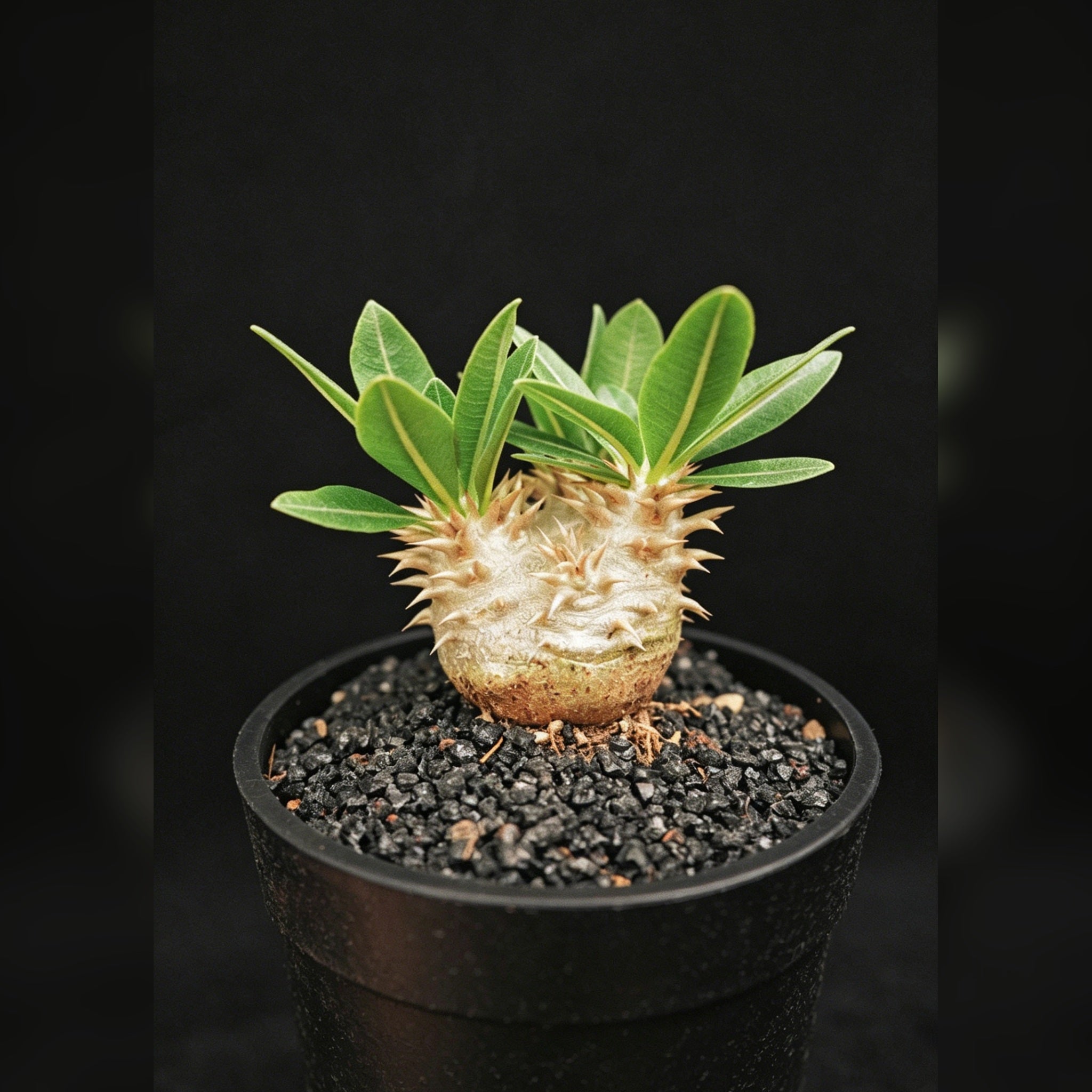 Pachypodium brevicaule - potted product image 1:1 restored 2026-04-29