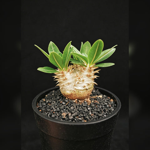 Pachypodium brevicaule