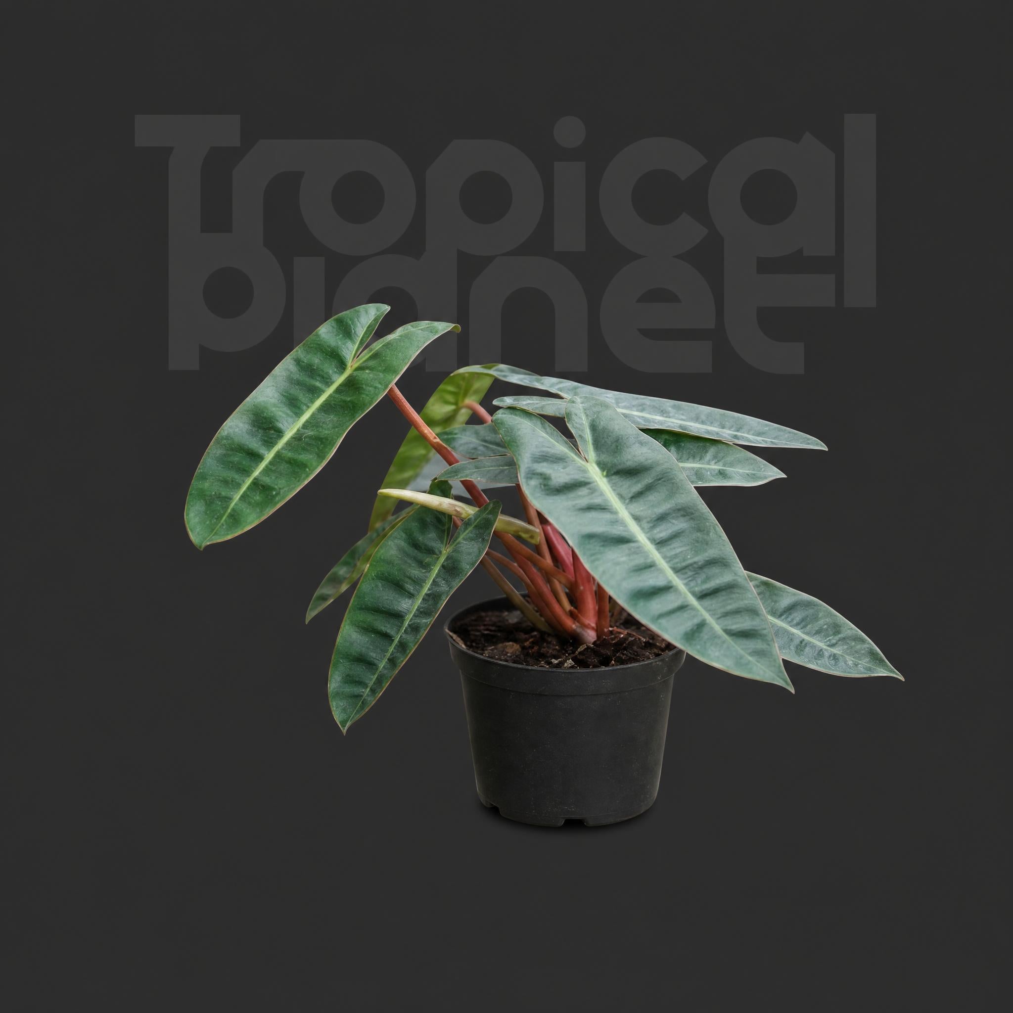 Philodendron billietiae Croat