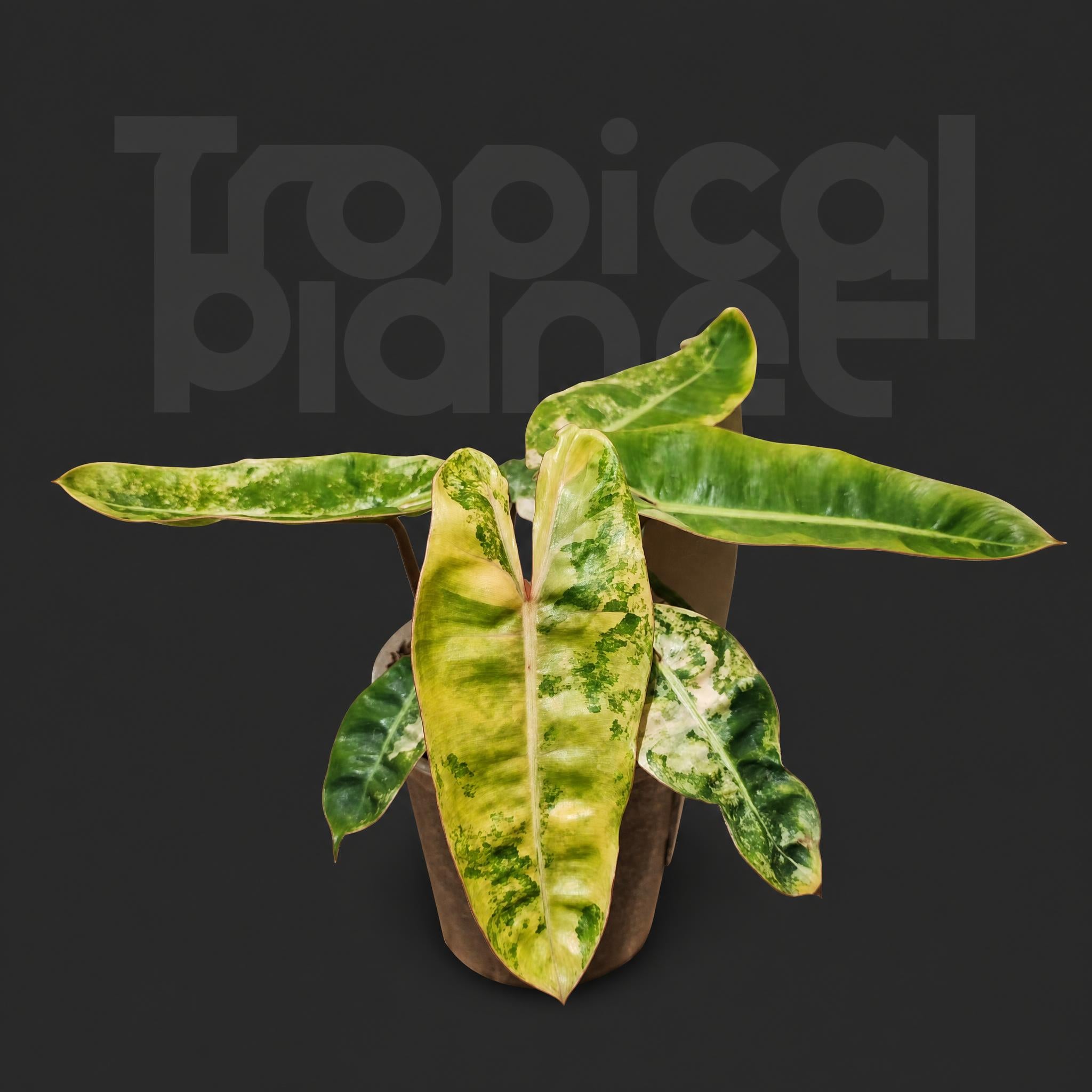 Philodendron billietiae Variegated
