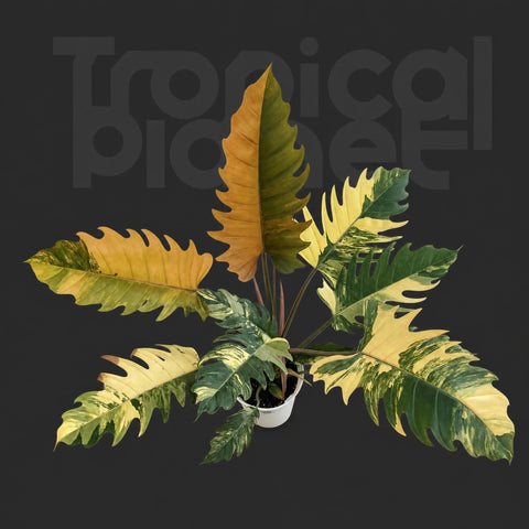 Philodendron 'Caramel Marble' 'Variegata'