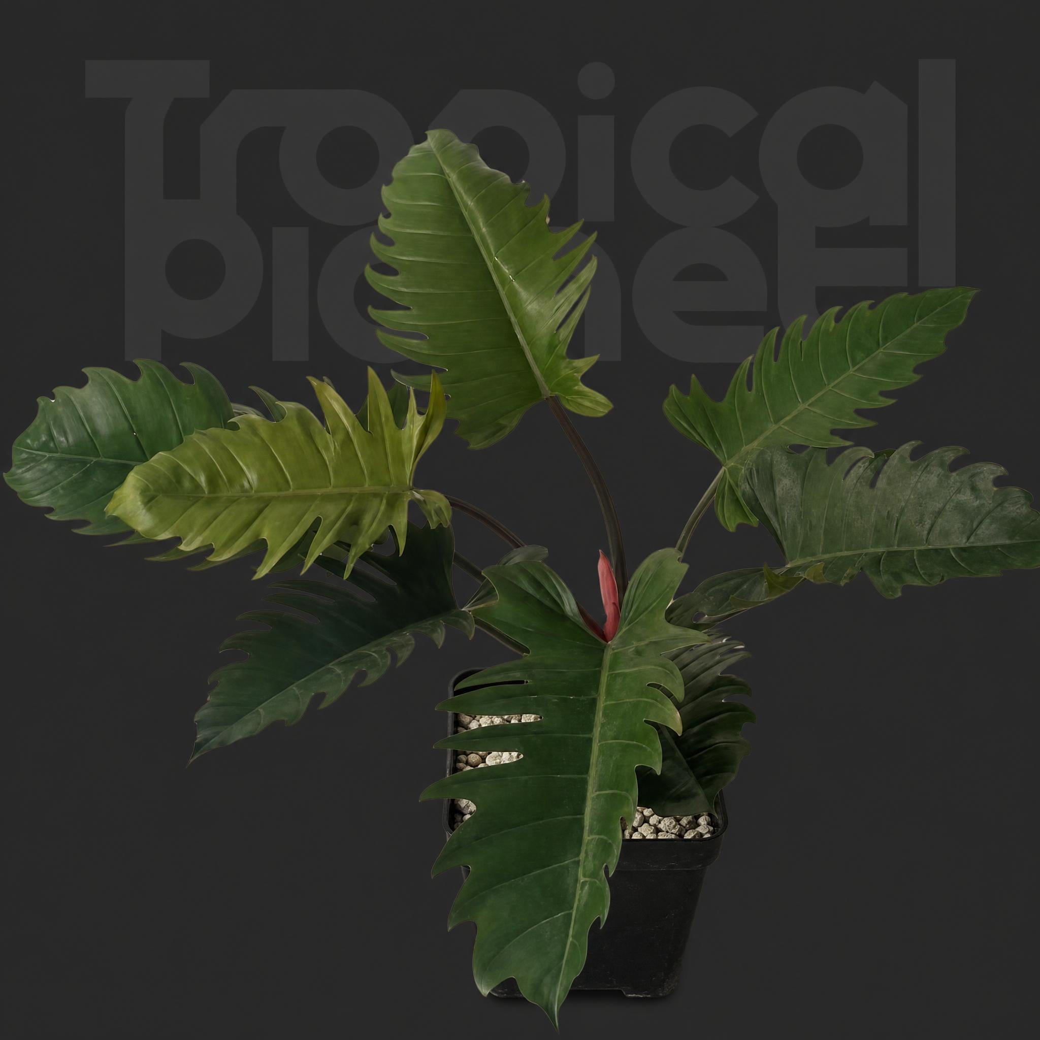 Philodendron caramel pluto