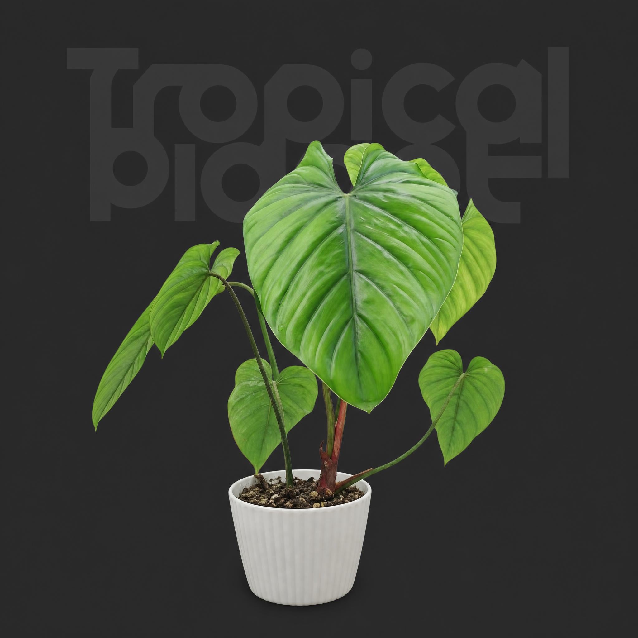 Philodendron Columbia