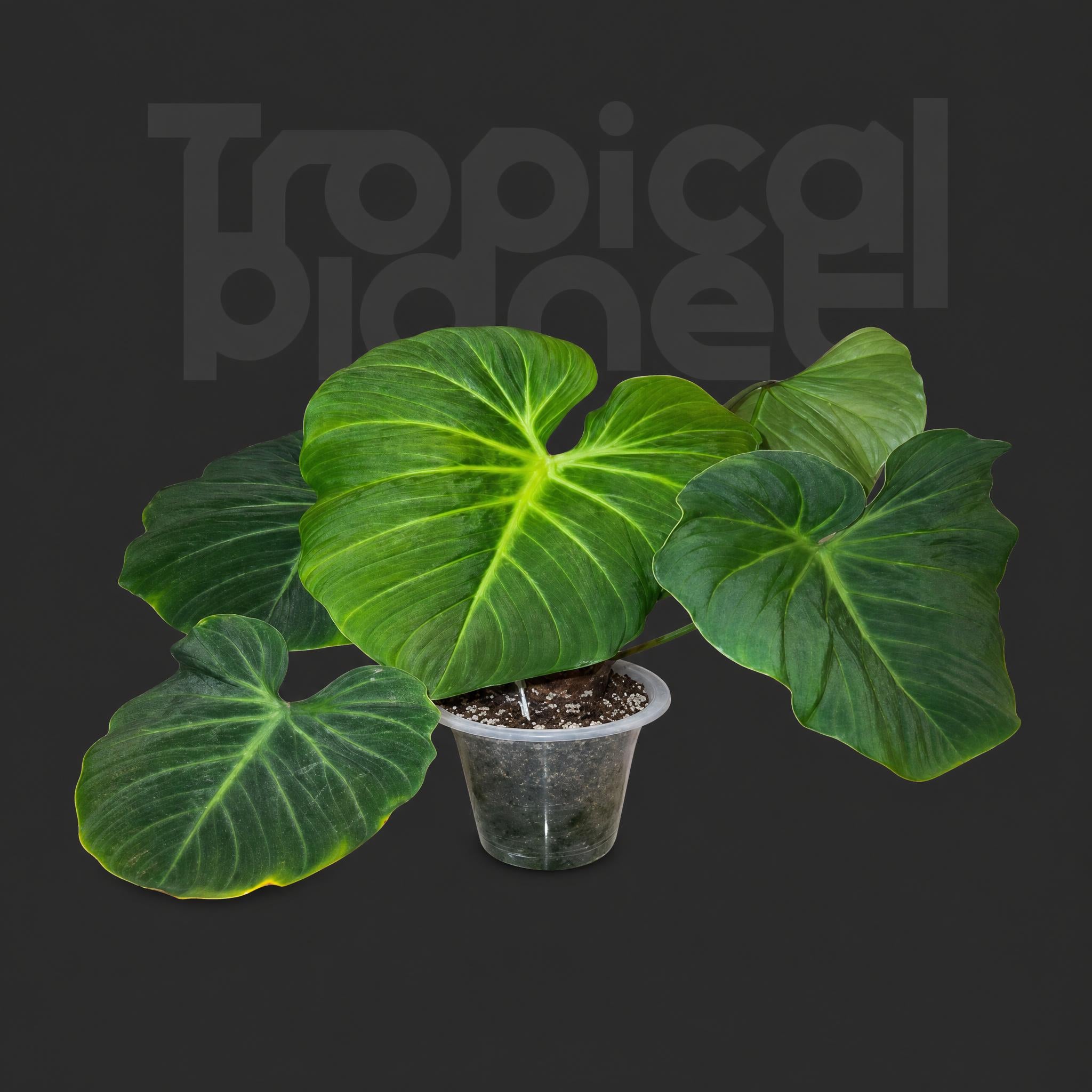 Philodendron EI choco red