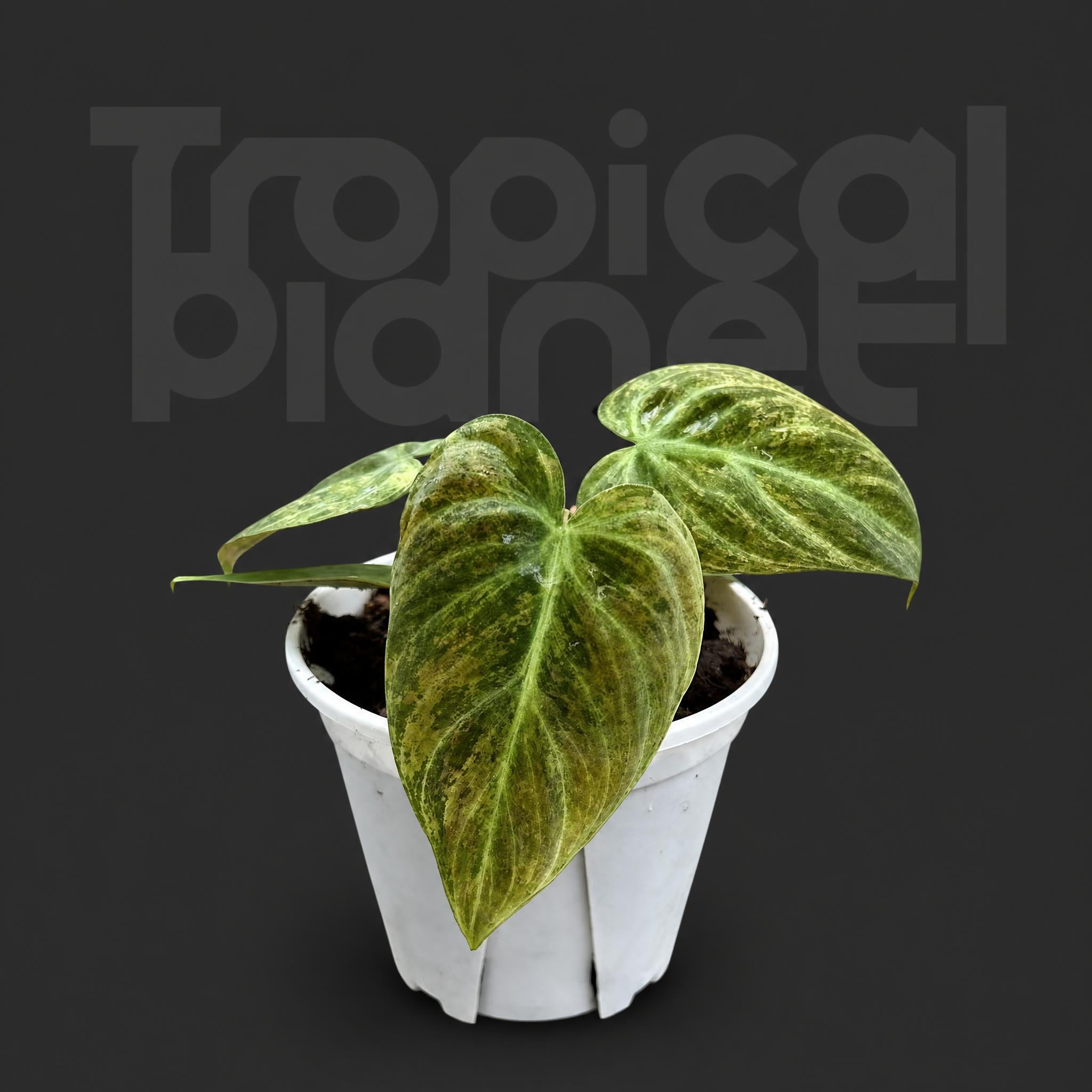 Philodendron EI choco red Variegated