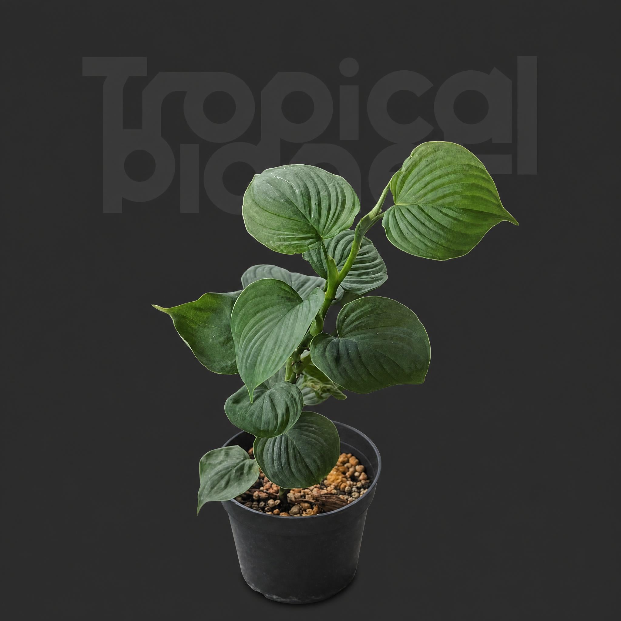 Philodendron fibraecataphyllum