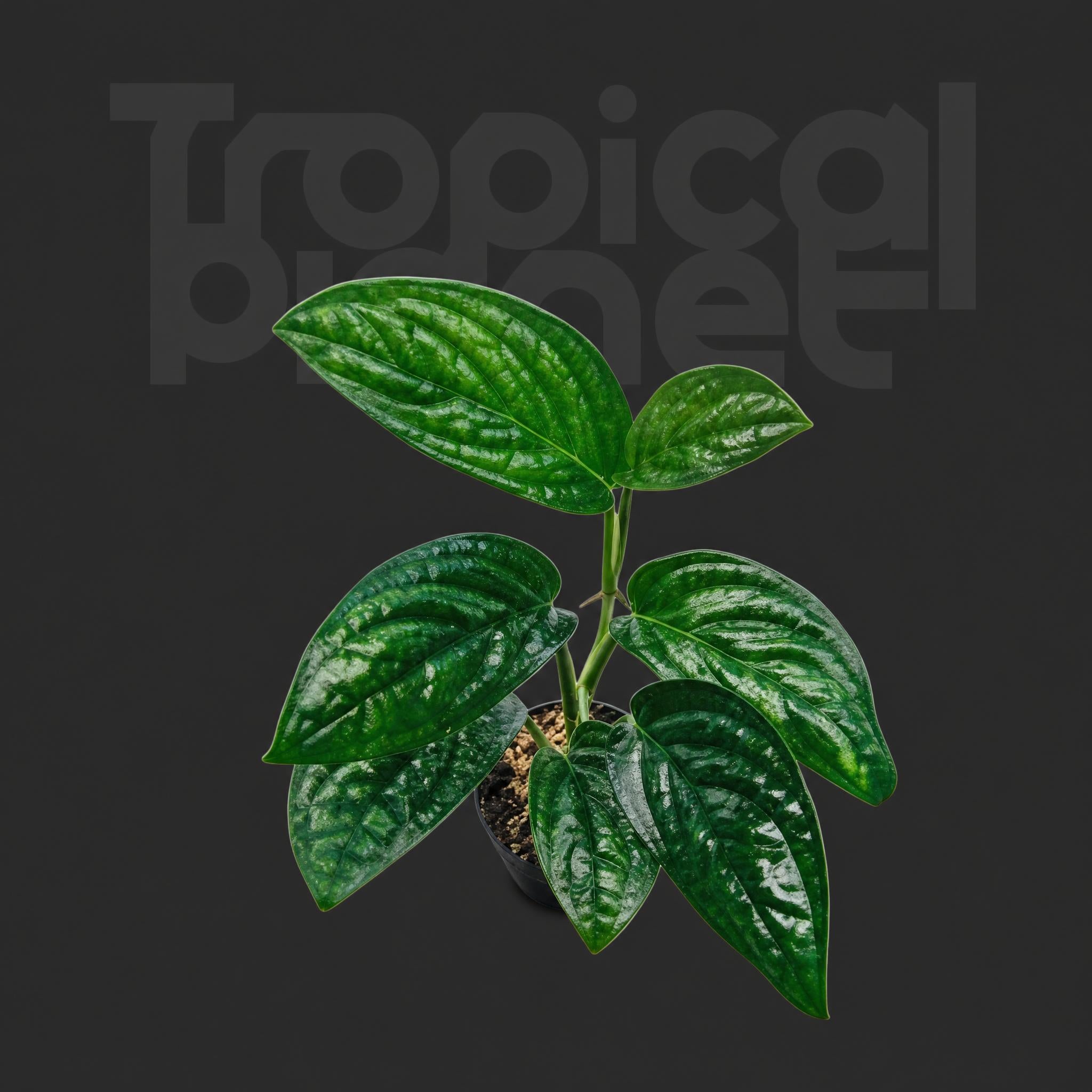 Philodendron fibraecataphyllum