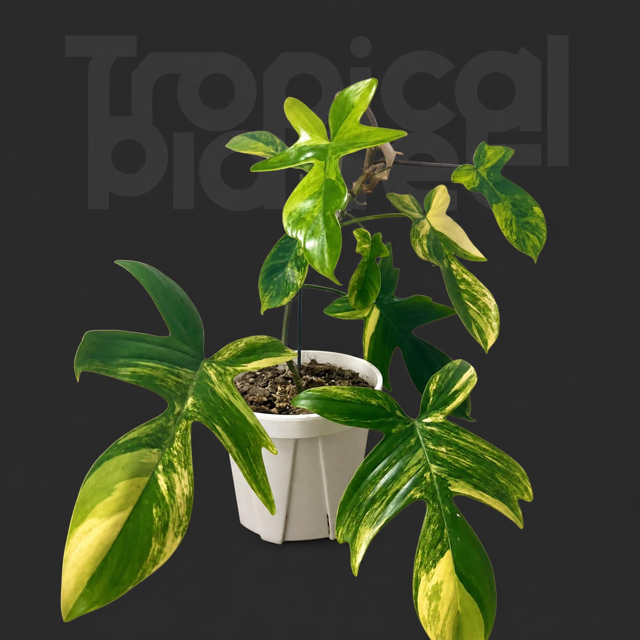 Philodendron Florida Variegata